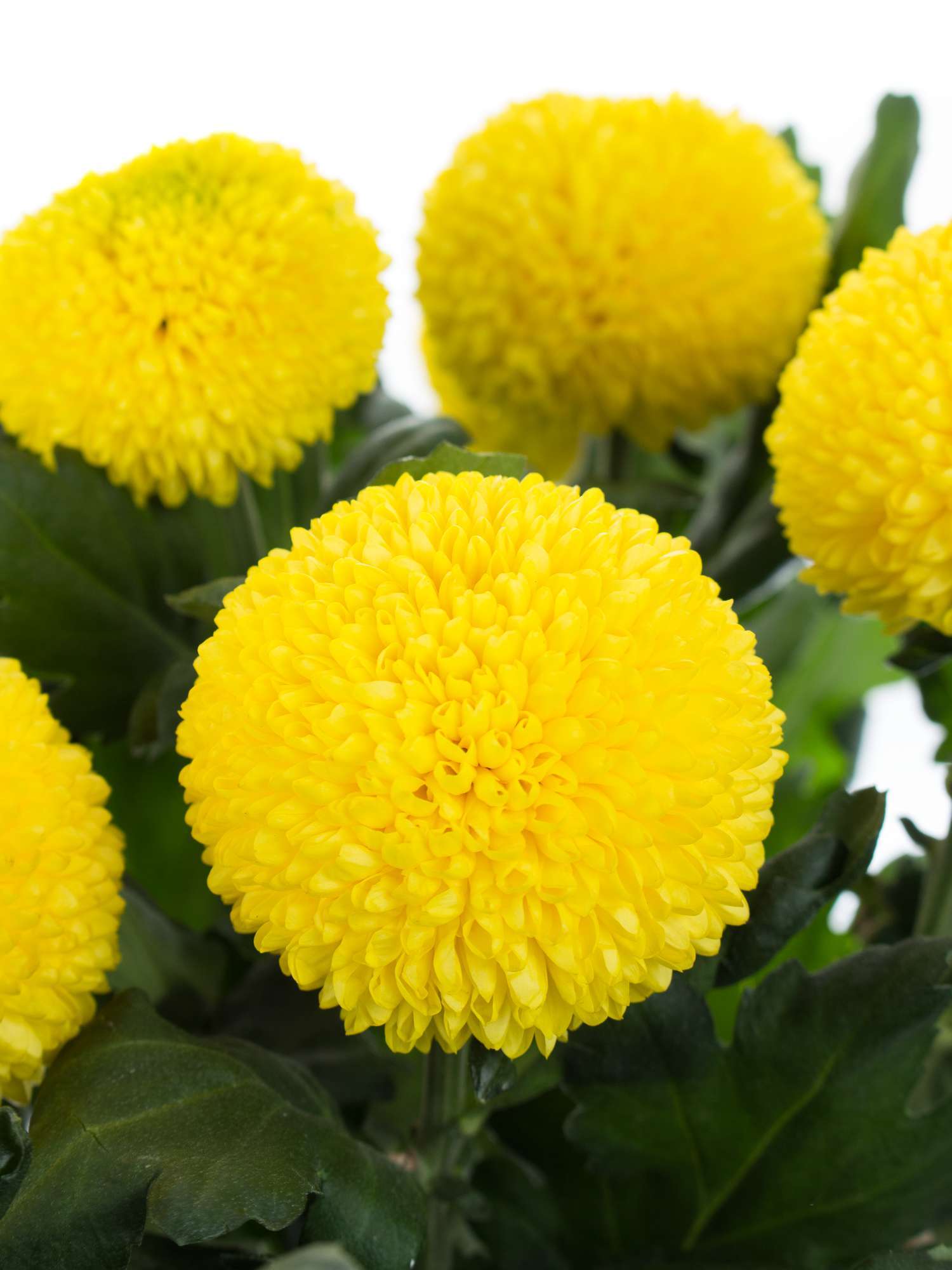 blumigo-chrysanthemen-sunny-boris-becker-gelb-schnittblume image 1