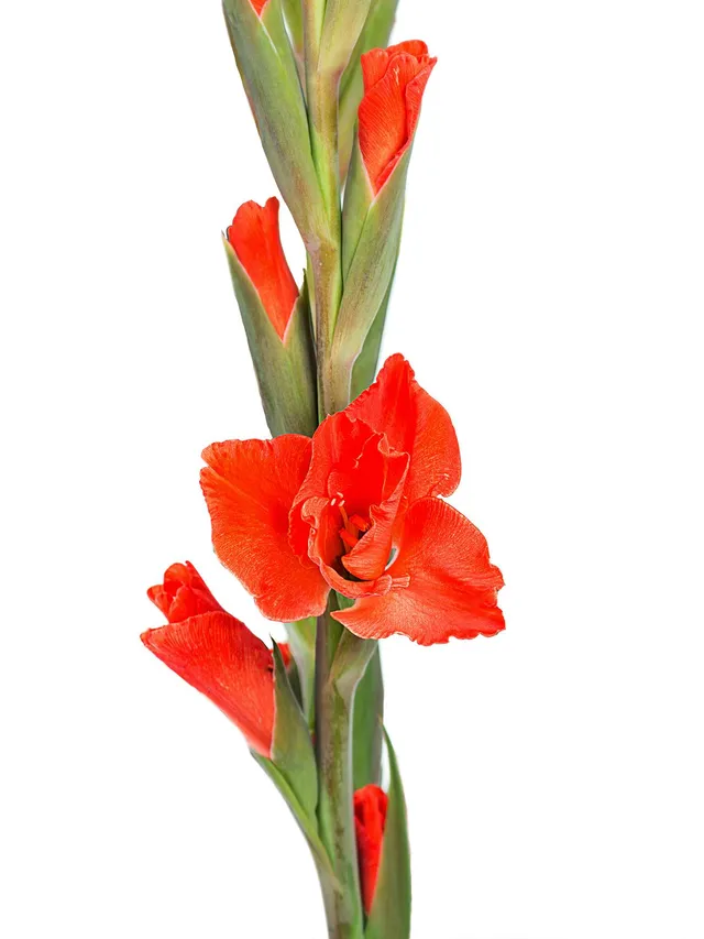 blumigo-blattwerk-bindegr-n-gladiole-living-oak-orange-rot image 1