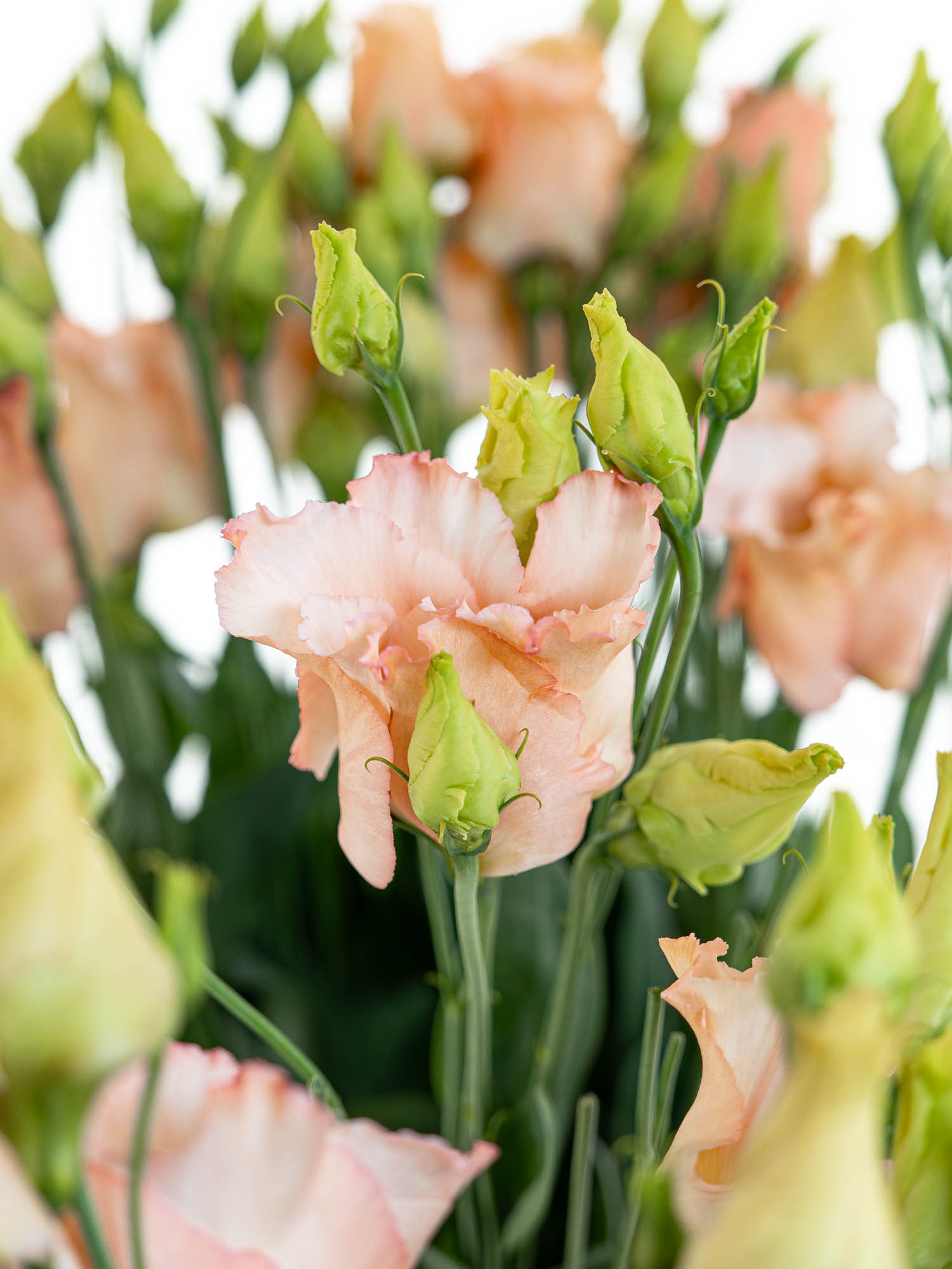 blumigo-lisianthus-falda-apricot-schnittblume-apricot-creme image 2