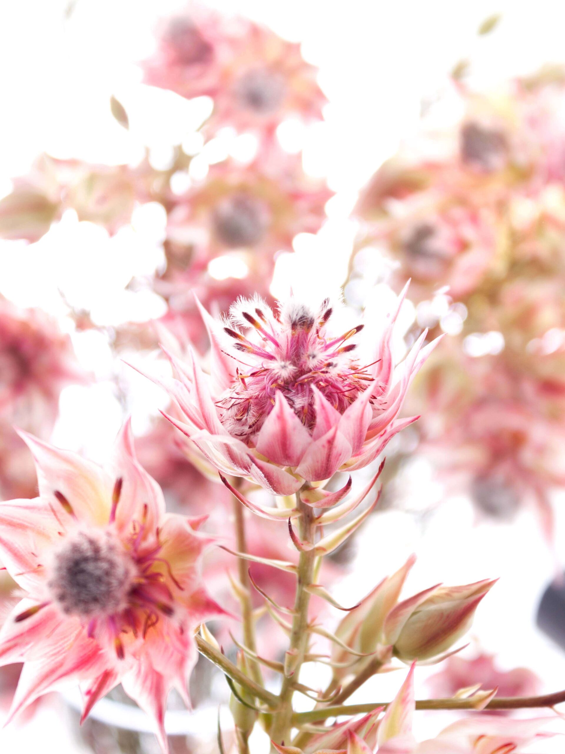 blumigo-blushing-bride-serruria-protee-pink-creme-frisch image 1