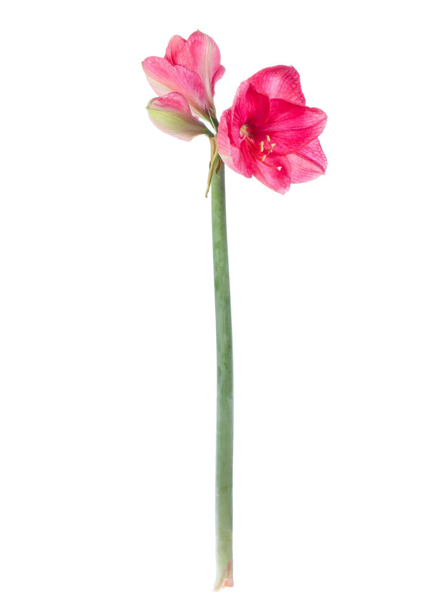 blumigo-amaryllis-bolero-schnittblume-pink-f-r-bodenvase image 3