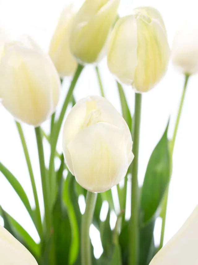 blumigo-tulpen-franz-sische-maureen-wei-creme-schnittblume image 1