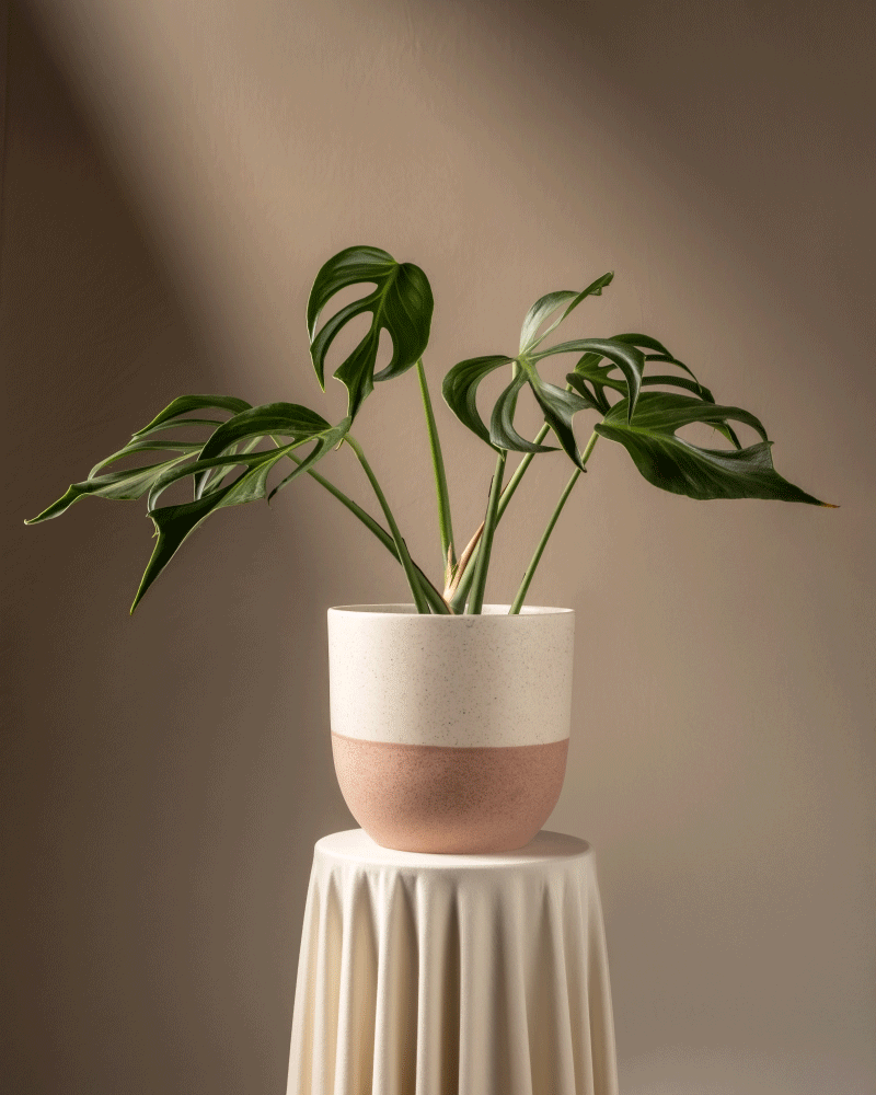 feey-variado-monstera-burle-marx-flame-zimmerpflanze image 5