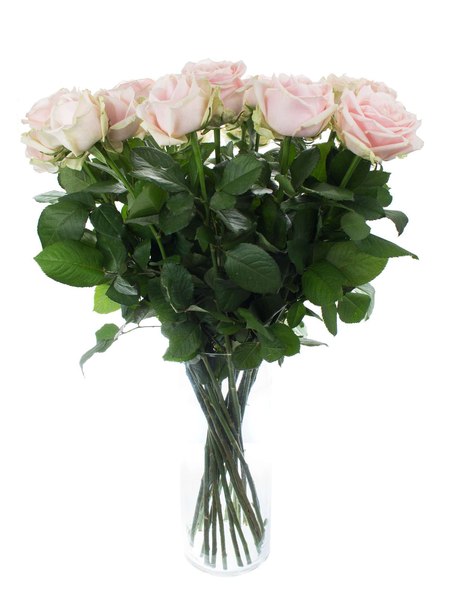 blumigo-sweet-avalanche-rose-rosa-einzelstiel image 2