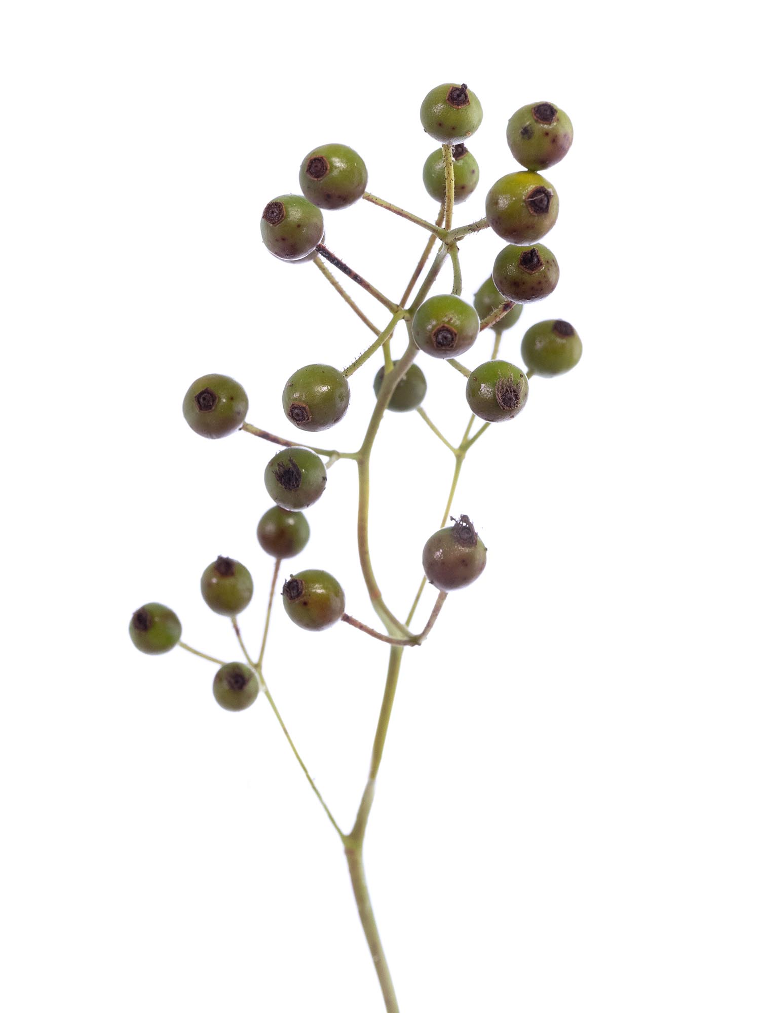 blumigo-herbstdeko-hagebutten-zweige-gelb-orange-gr-n image 4