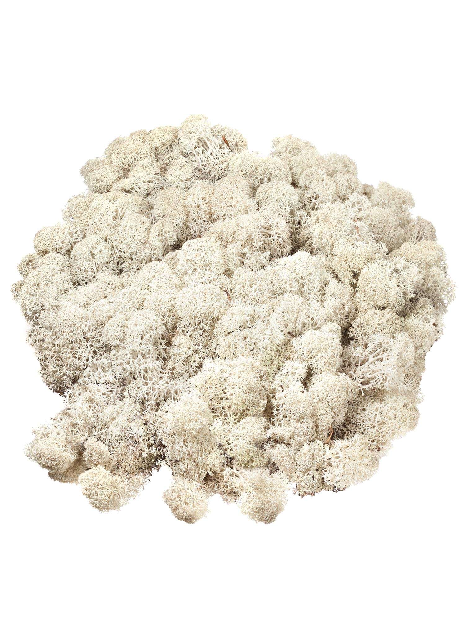 blumigo-moos-islandmoos-dekomaterial-wei-creme image 3