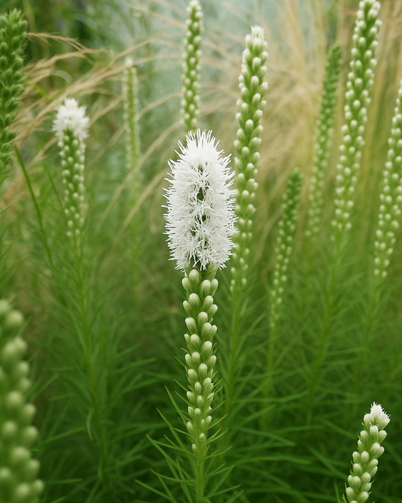 feey-amsterdam-prachtscharte-wei-6-blumenzwiebeln image 2