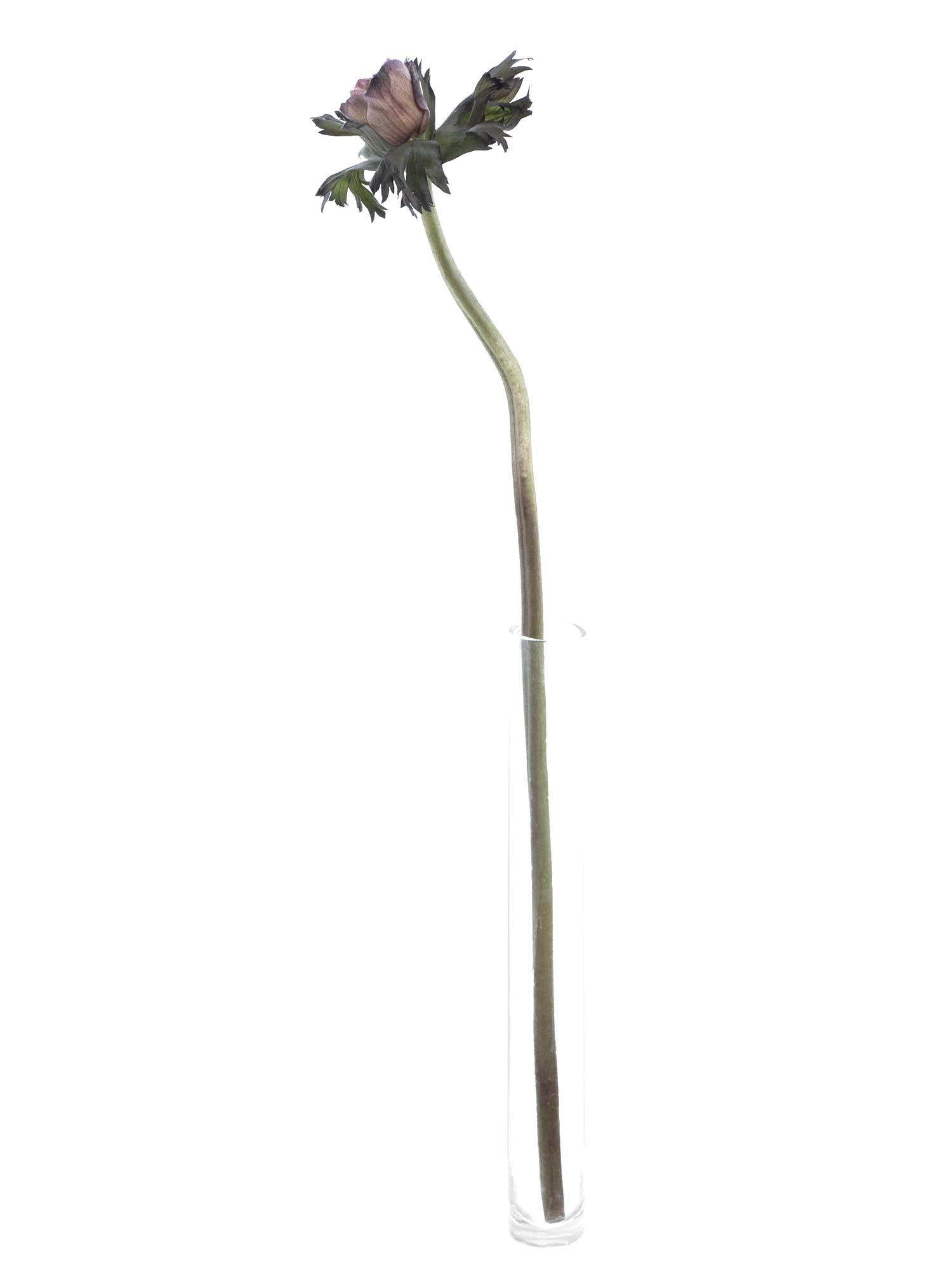 blumigo-anemonen-mistral-brownies-xl-schnittblumen-creme-grau image 3
