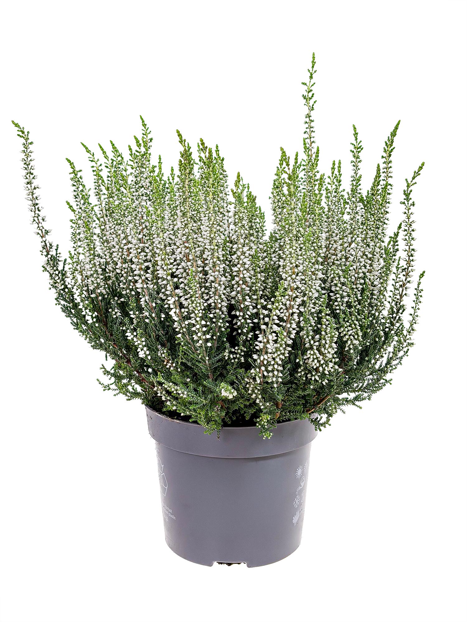 blumigo-herbstdeko-heide-im-topf-wei image 3