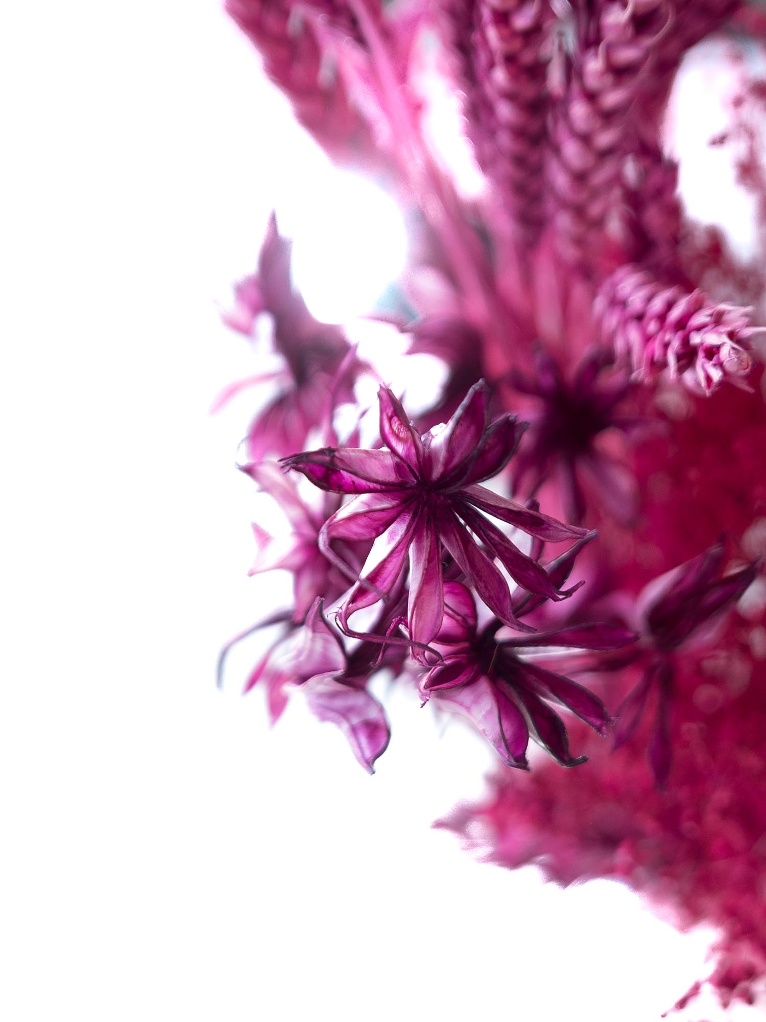 blumigo-pink-passion-mix-trockenblumen-pink image 4