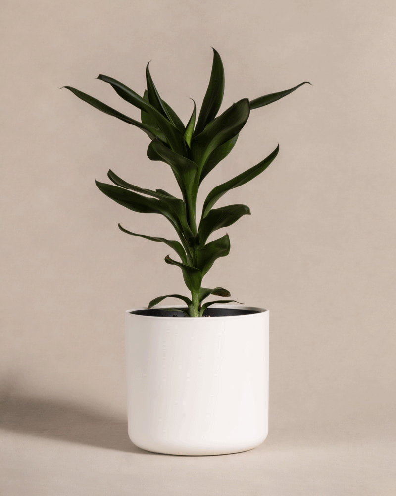 feey-keulenlilie-cordyline-zimmerpflanze-tierfreundlich image 7