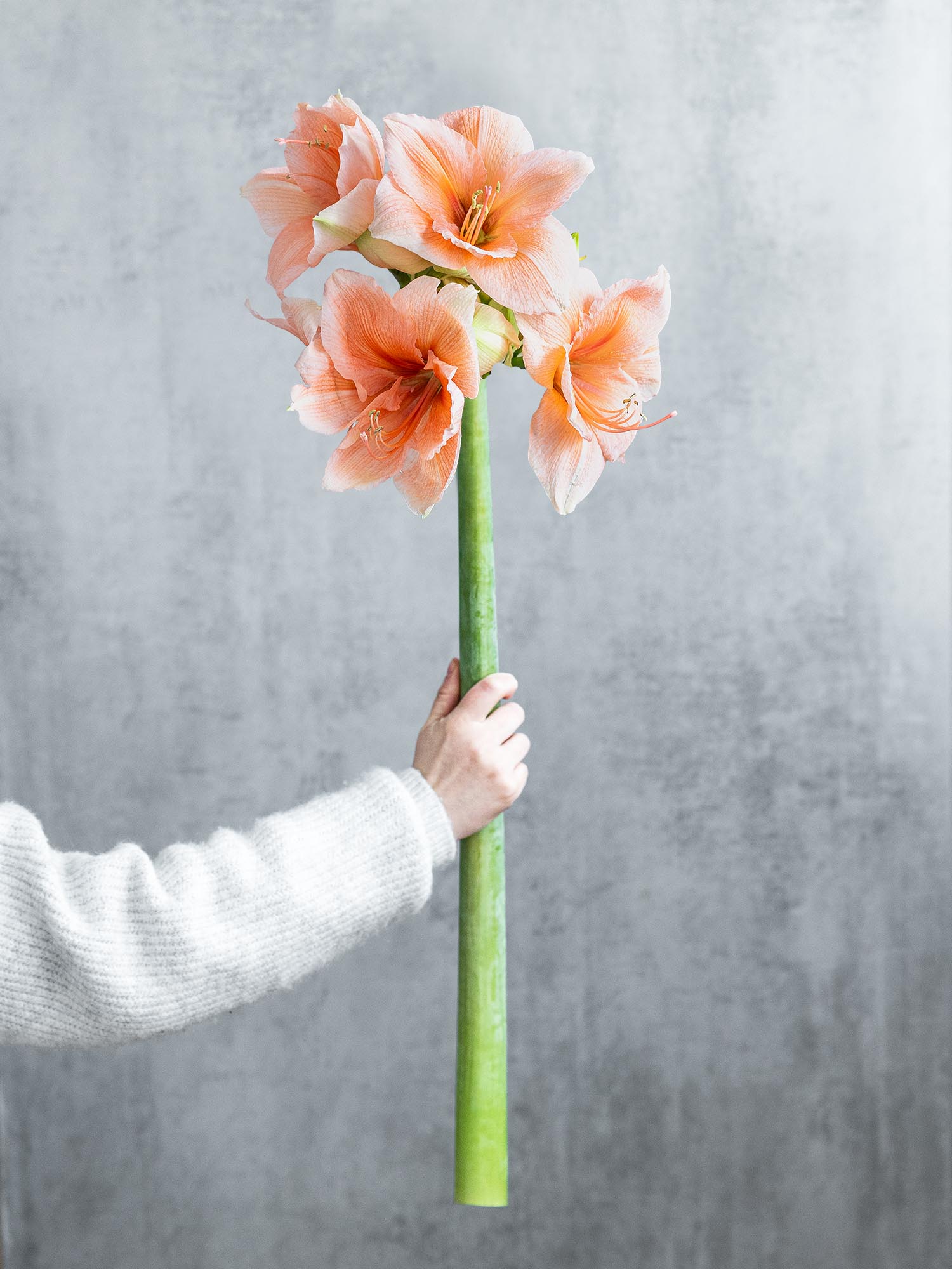 blumigo-amaryllis-rilona-schnittblume-apricote image 1