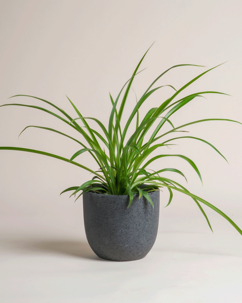feey-variado-gr-ne-gr-nlilie-chlorophytum-tierfreundlich image 5