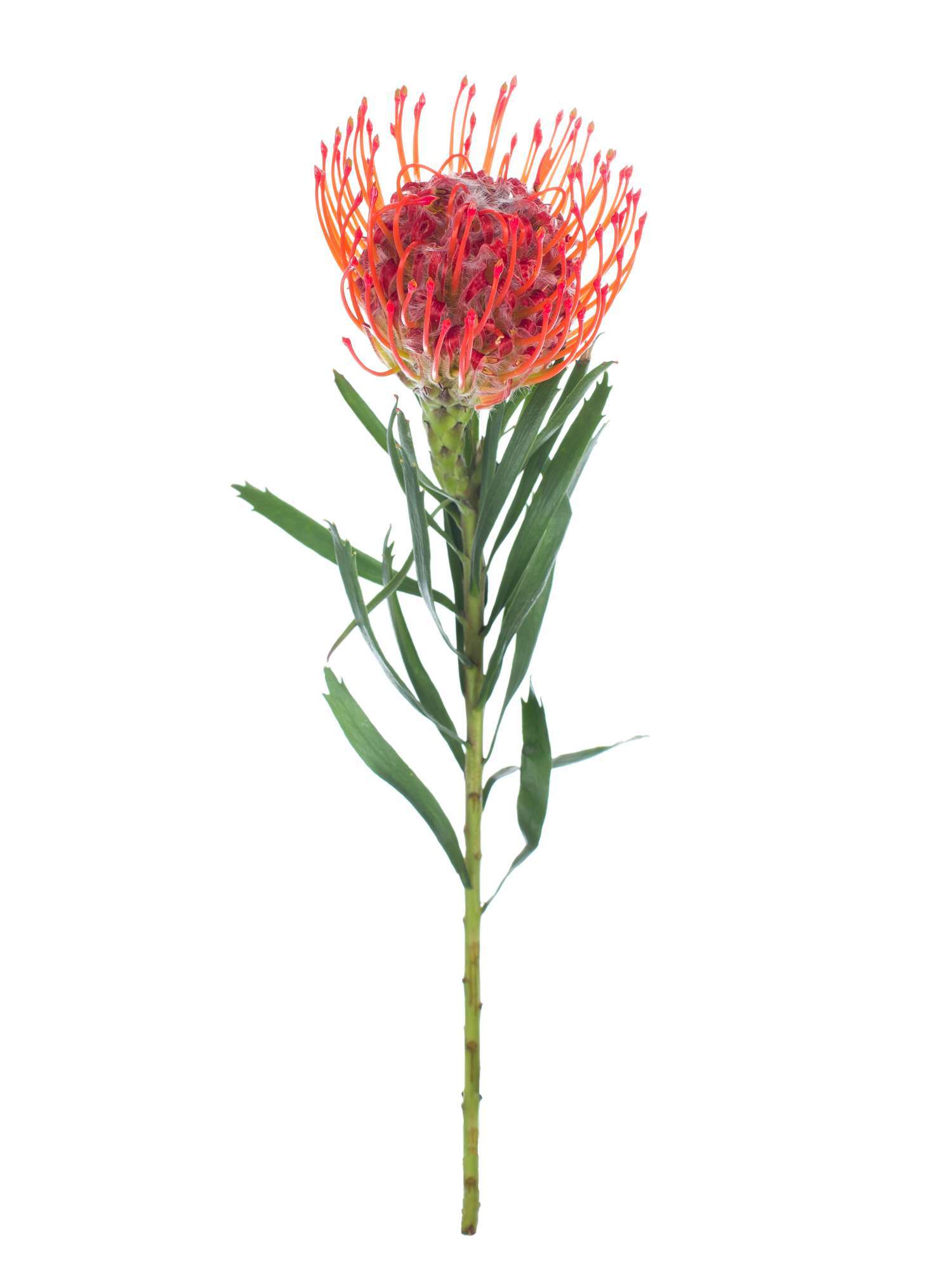 blumigo-proteen-nadelkissen-protea-tango-schnittblume-rot-orange image 3