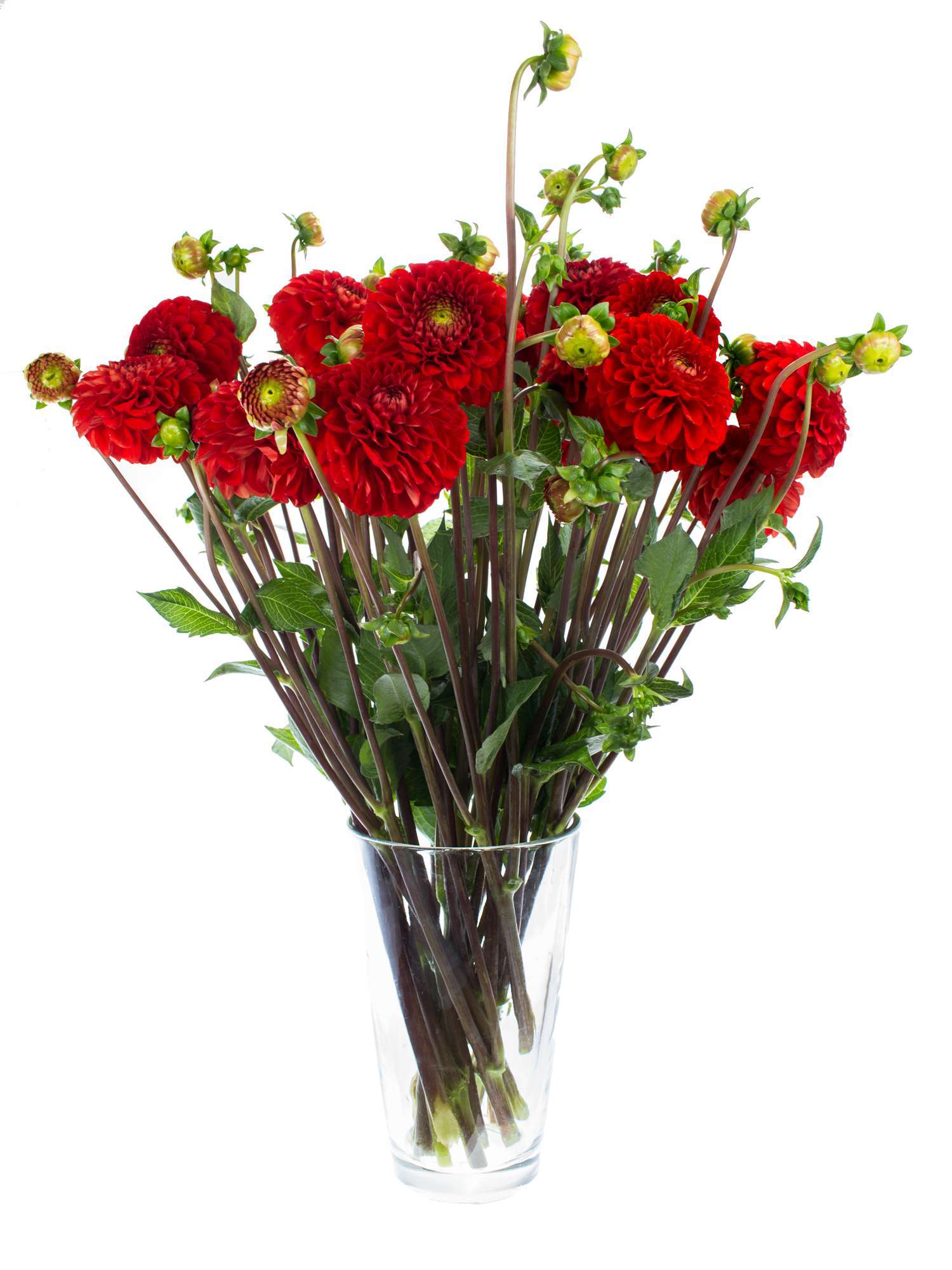 blumigo-bindegr-n-dahlien-salsa-schnittblume-rot-stiel image 2