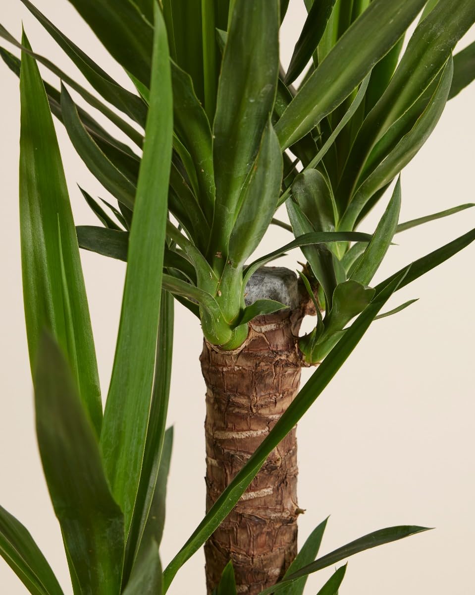 plnts-rareplnts-yucca-elephantipes-100cm-zimmerpalme image 4