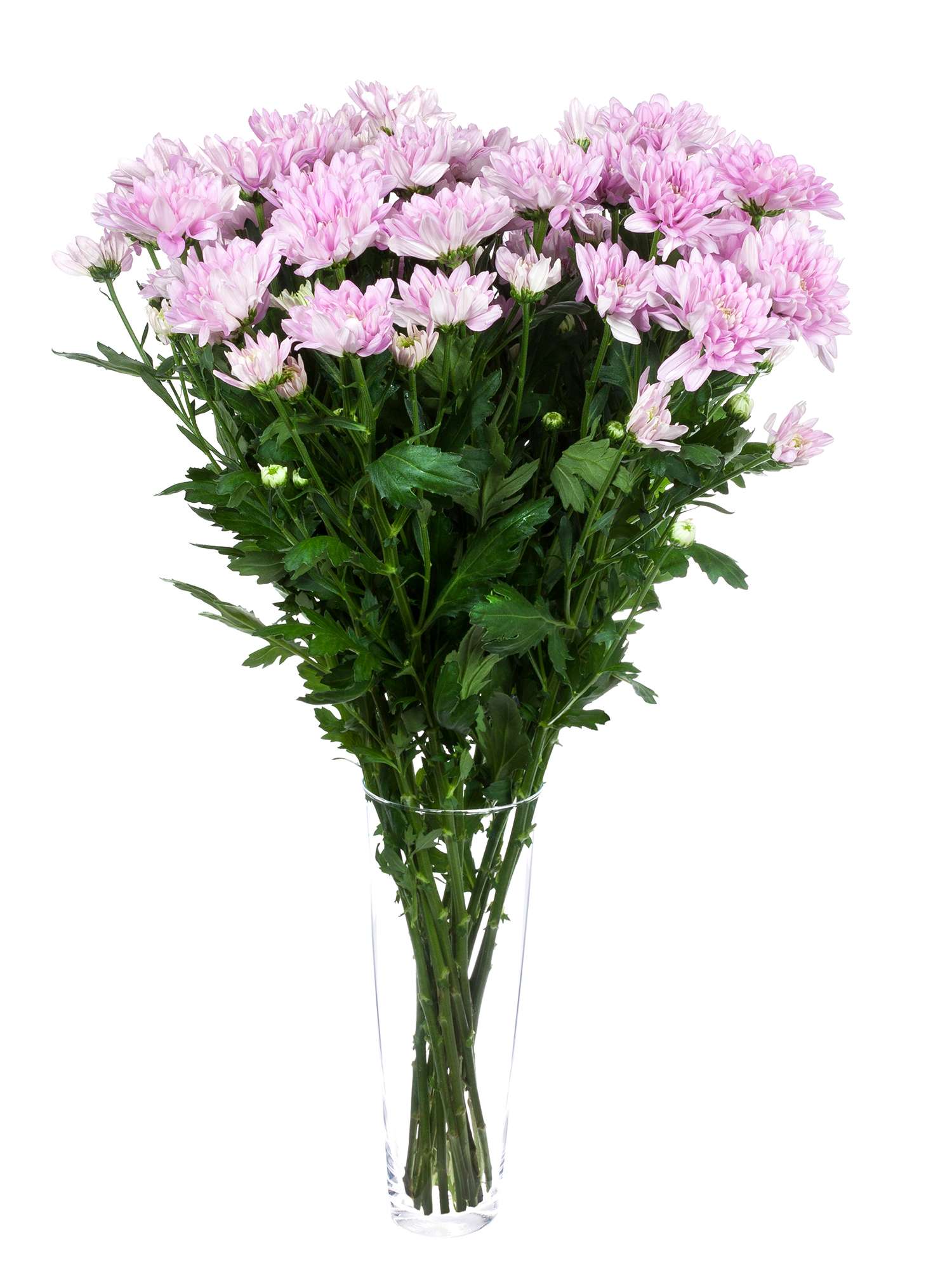 blumigo-chrysanthemen-baltica-pink-schnittblumen-rosa-verzweigt image 2