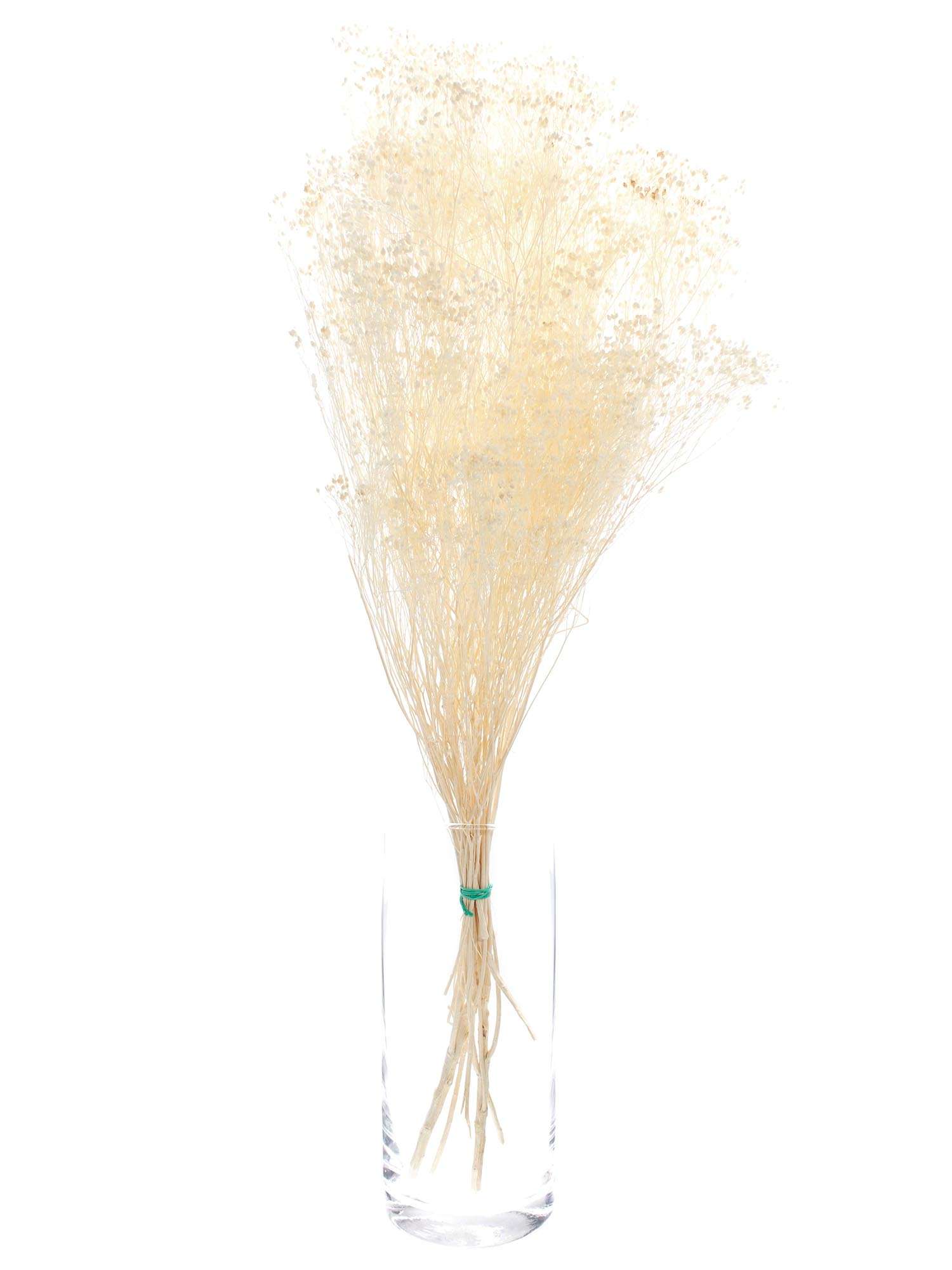 blumigo-trockenblumen-ginster-getrocknet-creme-wei-bund image 3