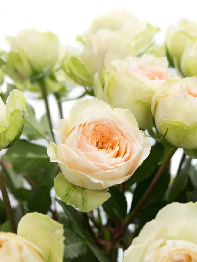 blumigo-rosen-pavlova-verzweigt-creme-apricot-spray image 1