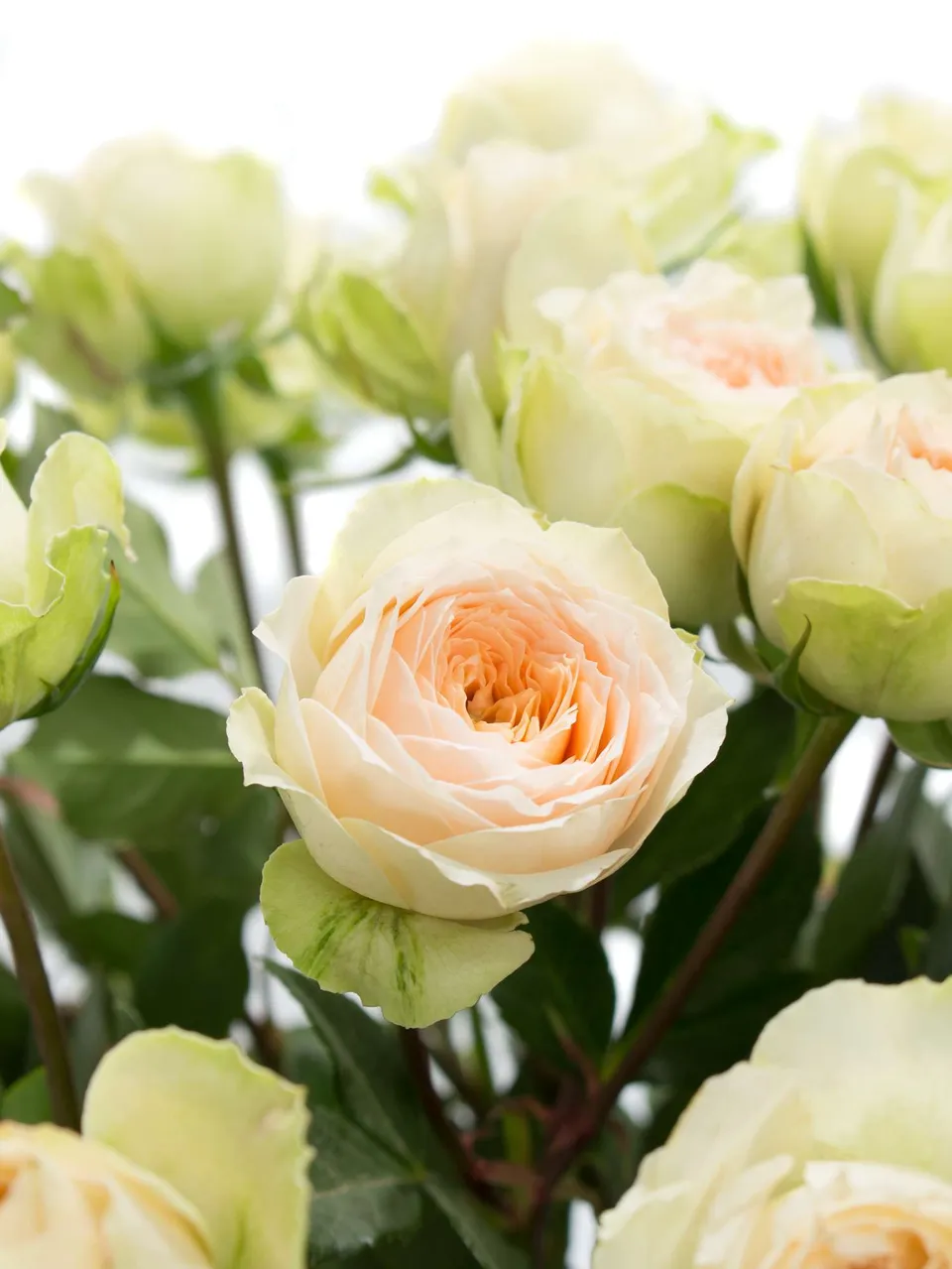 blumigo-rosen-pavlova-verzweigt-creme-apricot-spray image 1