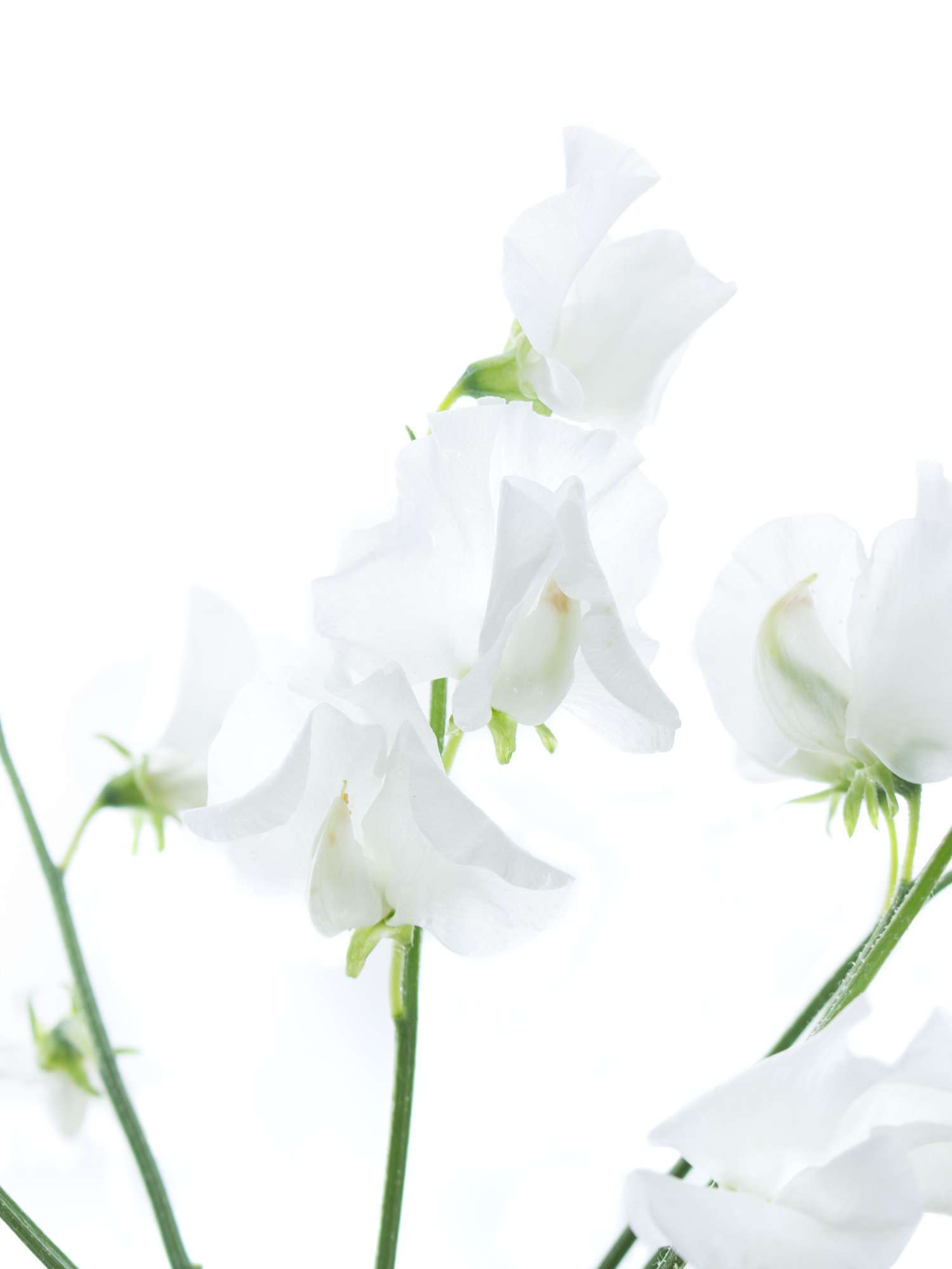 blumigo-wicken-sunshine-white-wei-e-schnittblume image 3