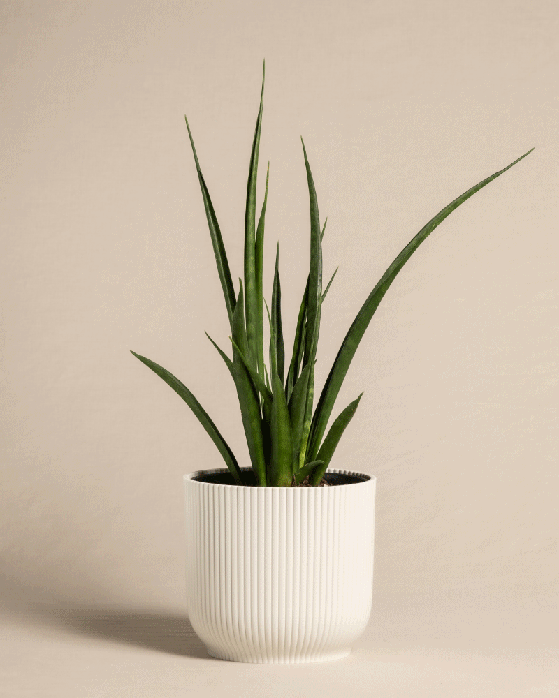 feey-variado-sansevieria-friends-zimmerpflanze-ohne-bertopf image 8