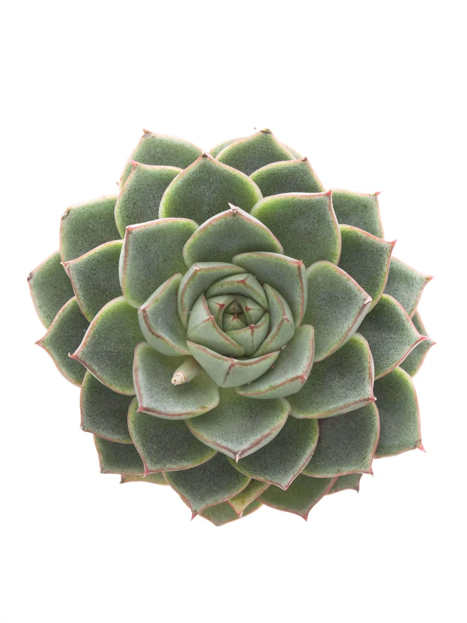 blumigo-echeverien-parva-gr-n-sukkulente-einzelstiel image 1