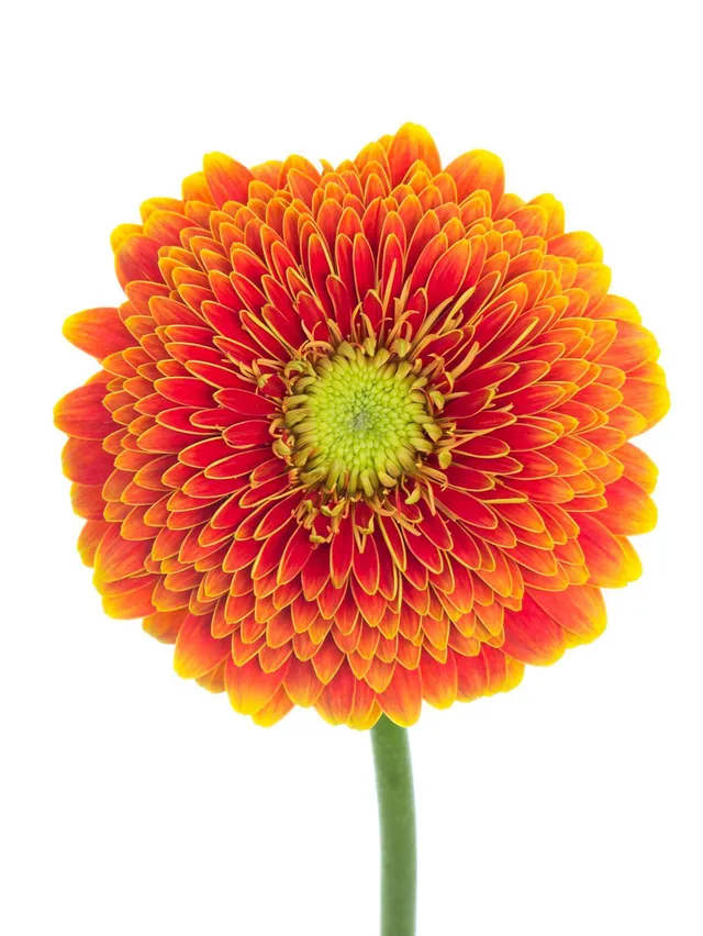 blumigo-gerbera-pomponi-singsing-schnittblume-orange-gelb image 1