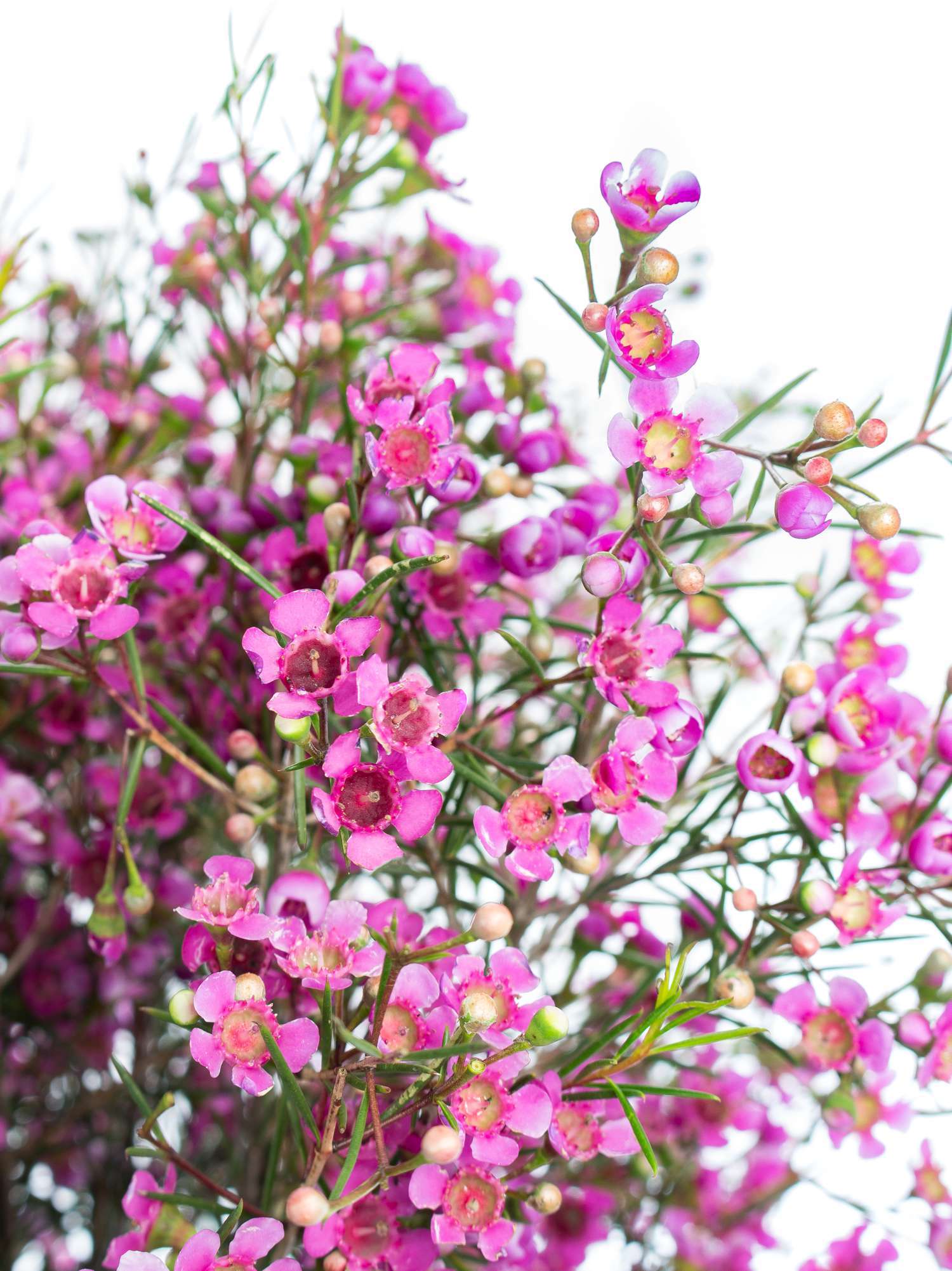 blumigo-blattwerk-wachsblume-eden-schnittblume-violett-pink image 1