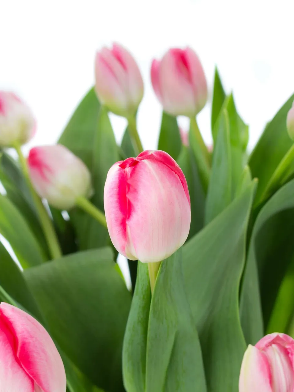 blumigo-tulpen-up-pink-gef-llte-tulpen-pink-weiss image 1