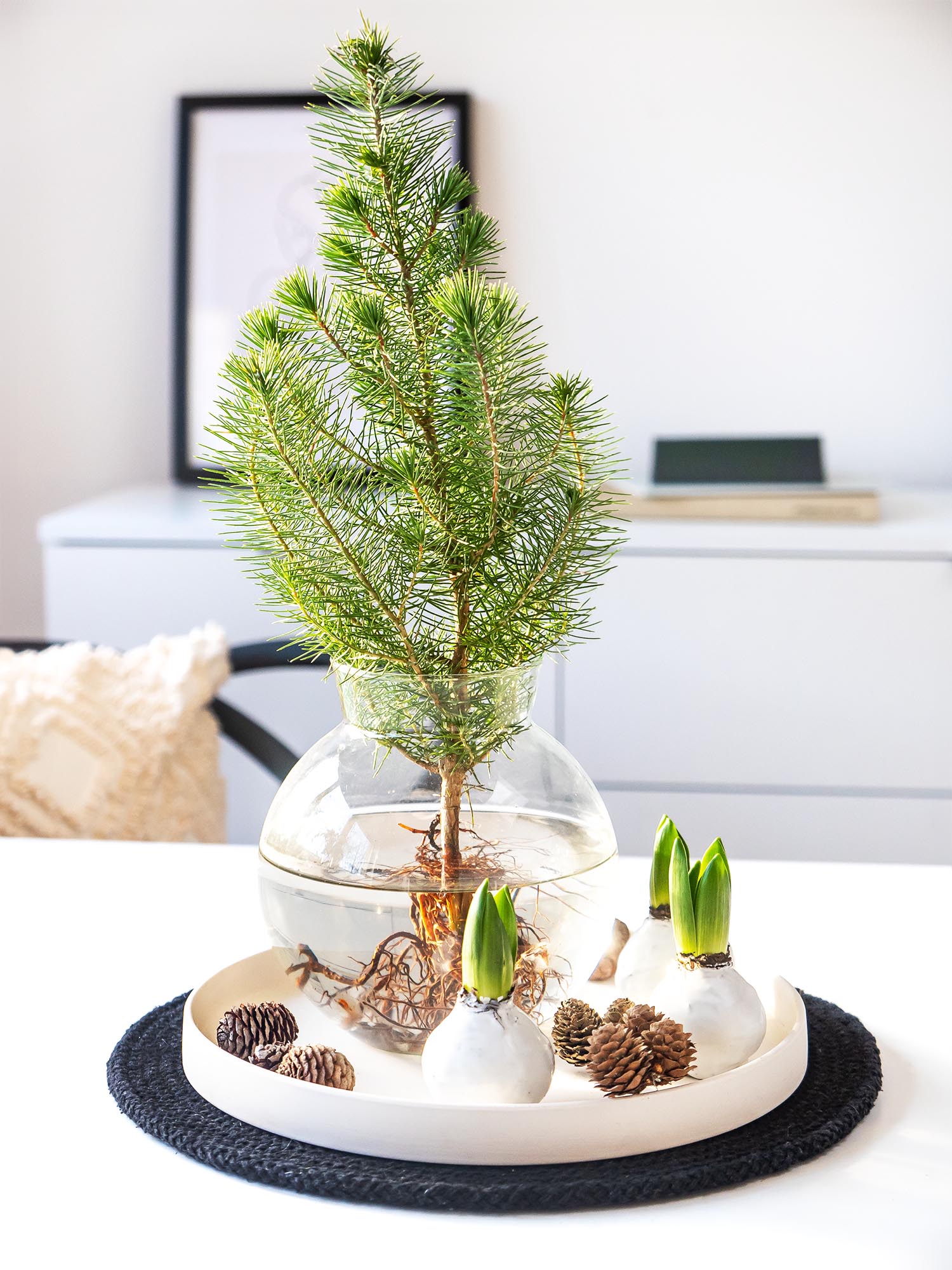 blumigo-wintergr-n-mittelmeer-kiefer-silver-crest-bund image 3