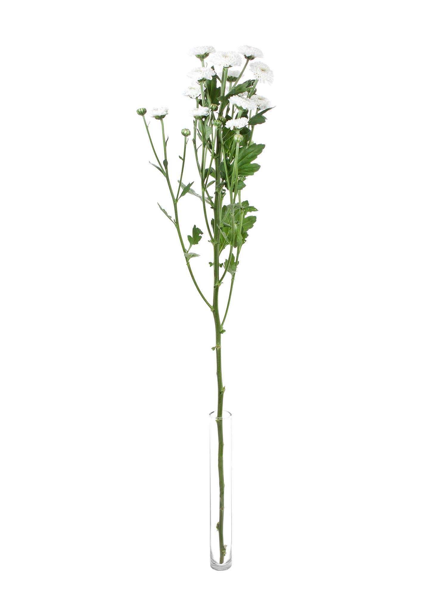 blumigo-chrysanthemen-coconut-verzweigt-wei-e-schnittblume image 3