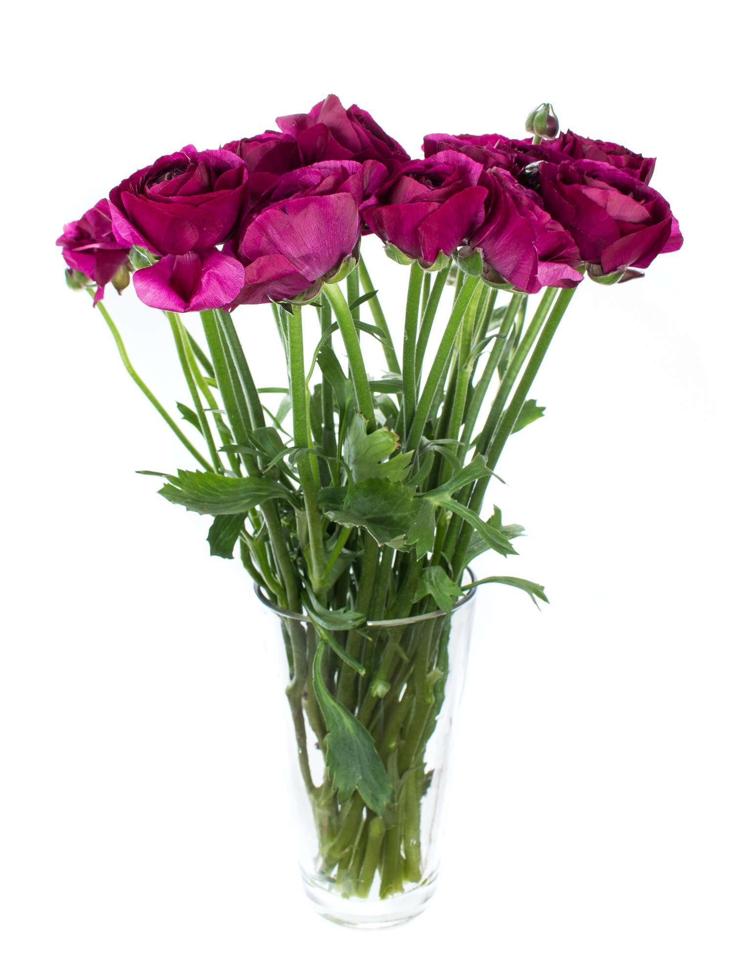 blumigo-ranunkeln-cloni-cherry-violett-xl-schnittblume-in-lila image 2
