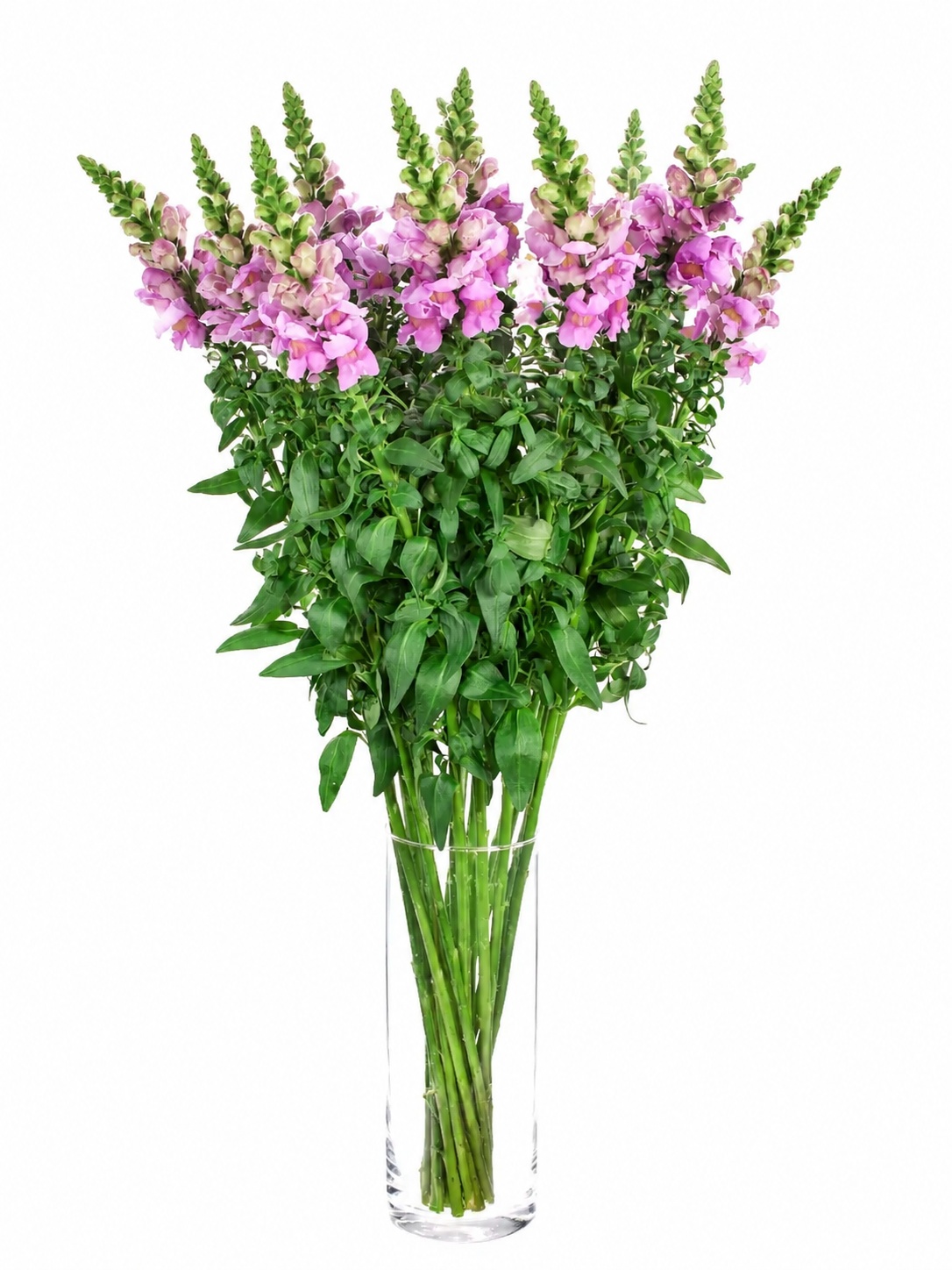 blumigo-l-wenm-ulchen-maryland-lavender-schnittblume-violett image 2