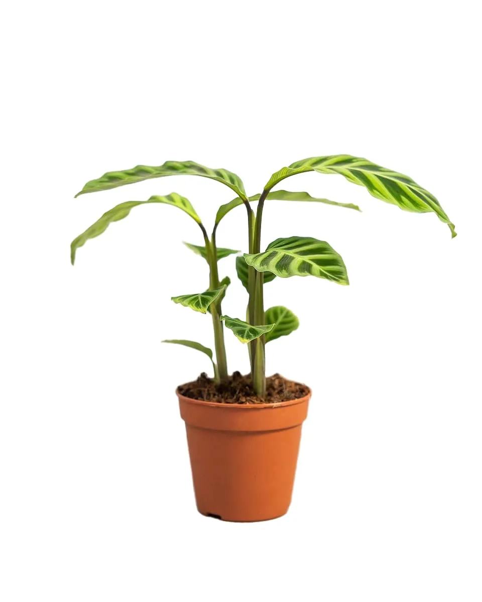 plnts-rareplnts-calathea-zebrina-zimmerpflanze-12cm-35cm-luftreinigend image 1