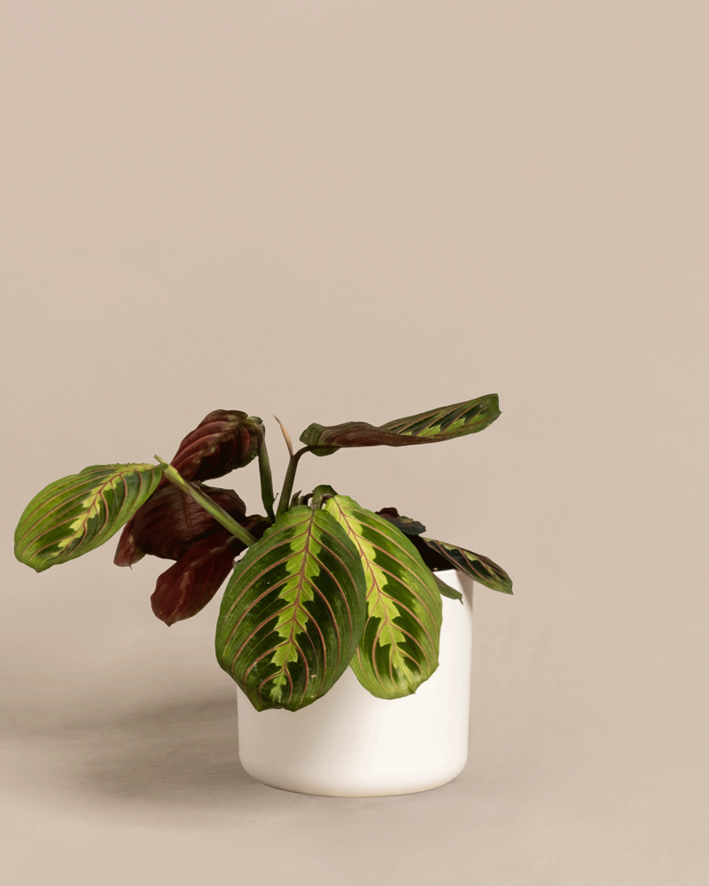 feey-variado-maranta-zimmerpflanze-ohne-bertopf-tierfreundlich image 7