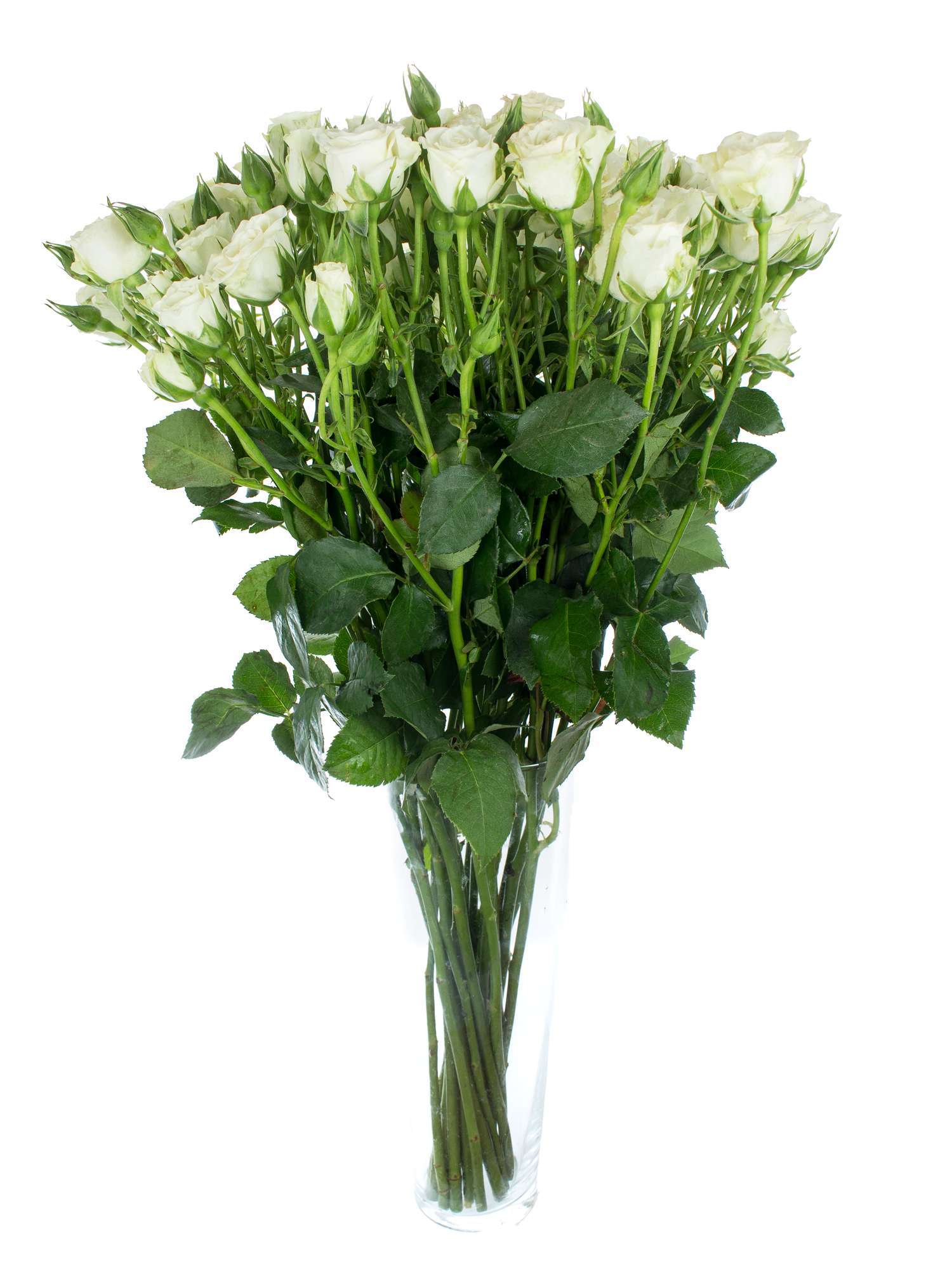 blumigo-rosen-snowflake-wei-e-schnittrose-verzweigt image 3