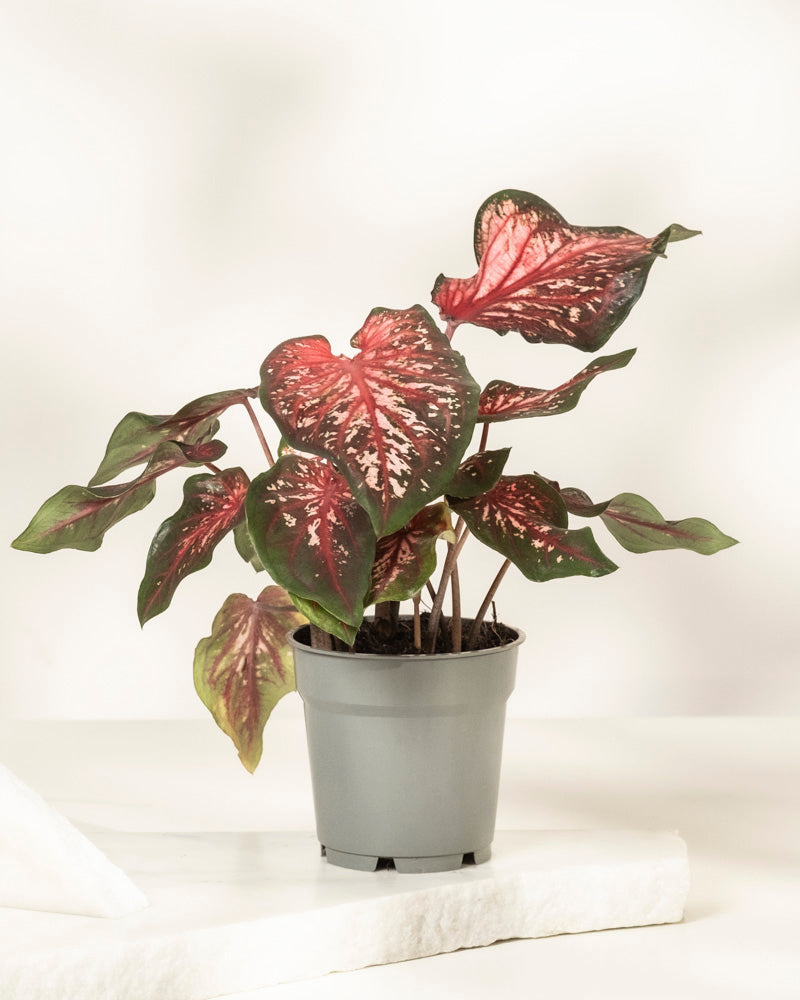 feey-variado-caladium-desert-sunset-zimmerpflanze-o-topf image 3