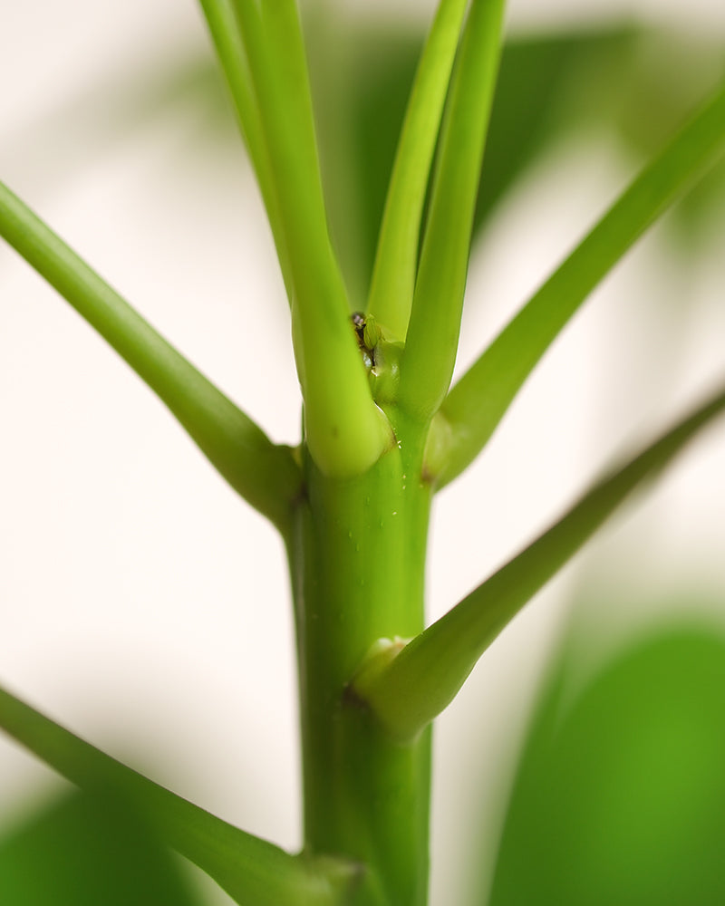 feey-variado-schefflera-zimmerpflanze-ohne-bertopf-pflegeleicht image 8