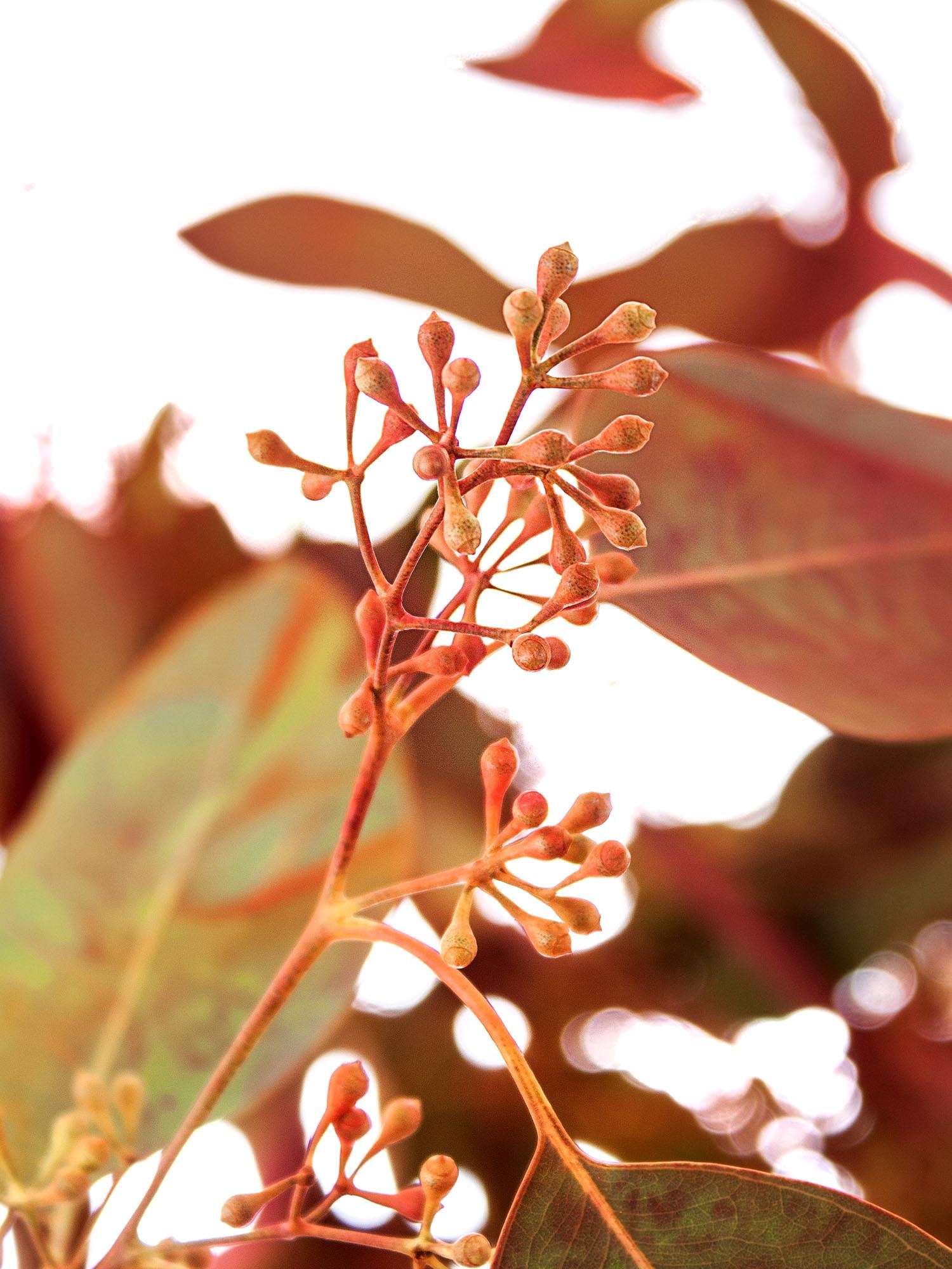 blumigo-eukalyptus-populus-mit-beeren-orange-zweig image 1