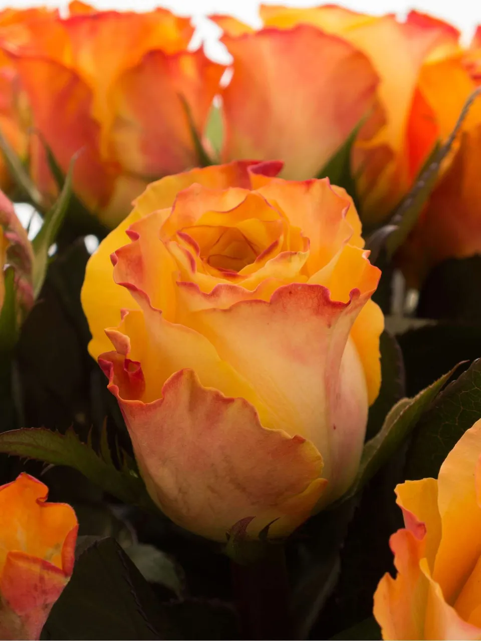 blumigo-rosen-marie-claire-hell-orange-schnittrose-als-einzelstiel image 1