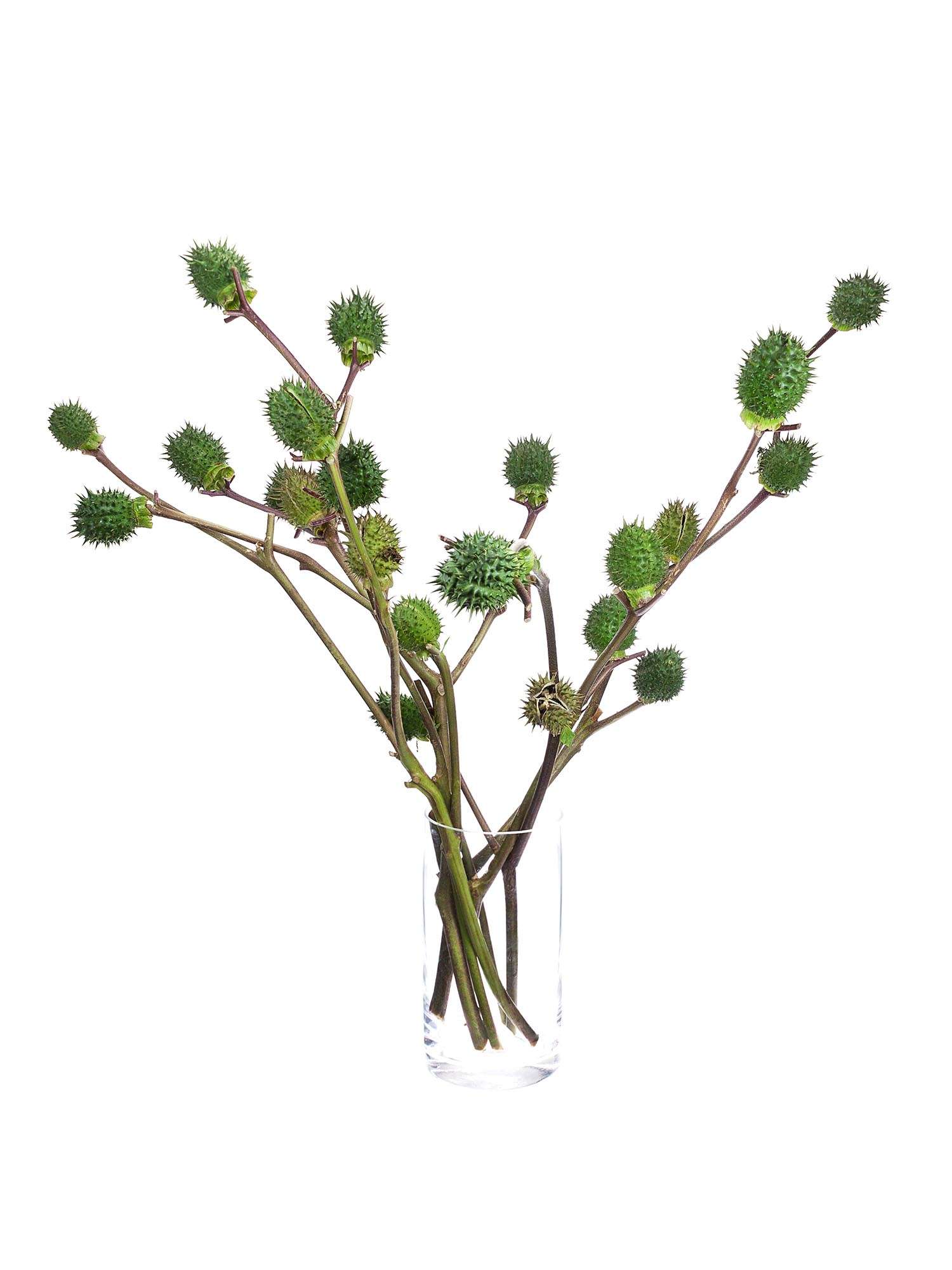 blumigo-blattwerk-datura-stechapfel-bindegr-n-mit-fr-chten-gr-n image 2