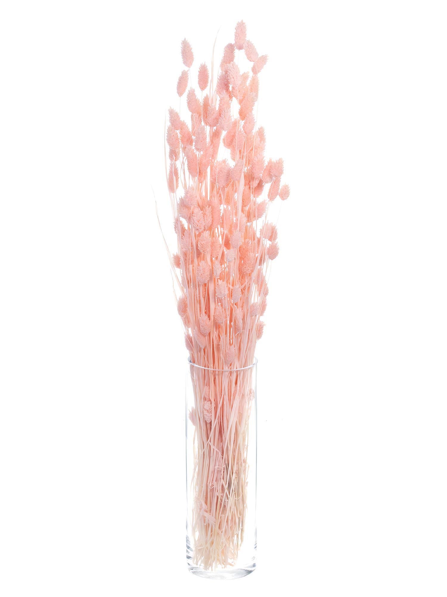 blumigo-phalaris-glanzgras-hell-ros-trockenblumen image 2