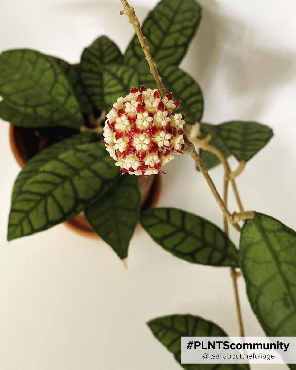 plnts-babyplnts-hoya-callistophylla-steckling-2-cm-10-cm-hoch image 3
