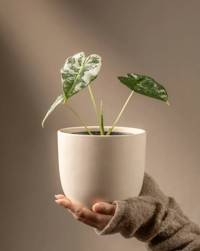 feey-variado-alocasia-frydek-variegata-zimmerpflanze-rarit-t image 1