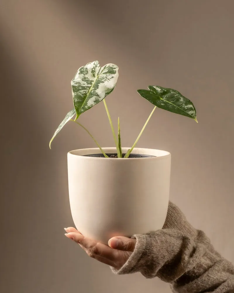 feey-variado-alocasia-frydek-variegata-zimmerpflanze-rarit-t image 1