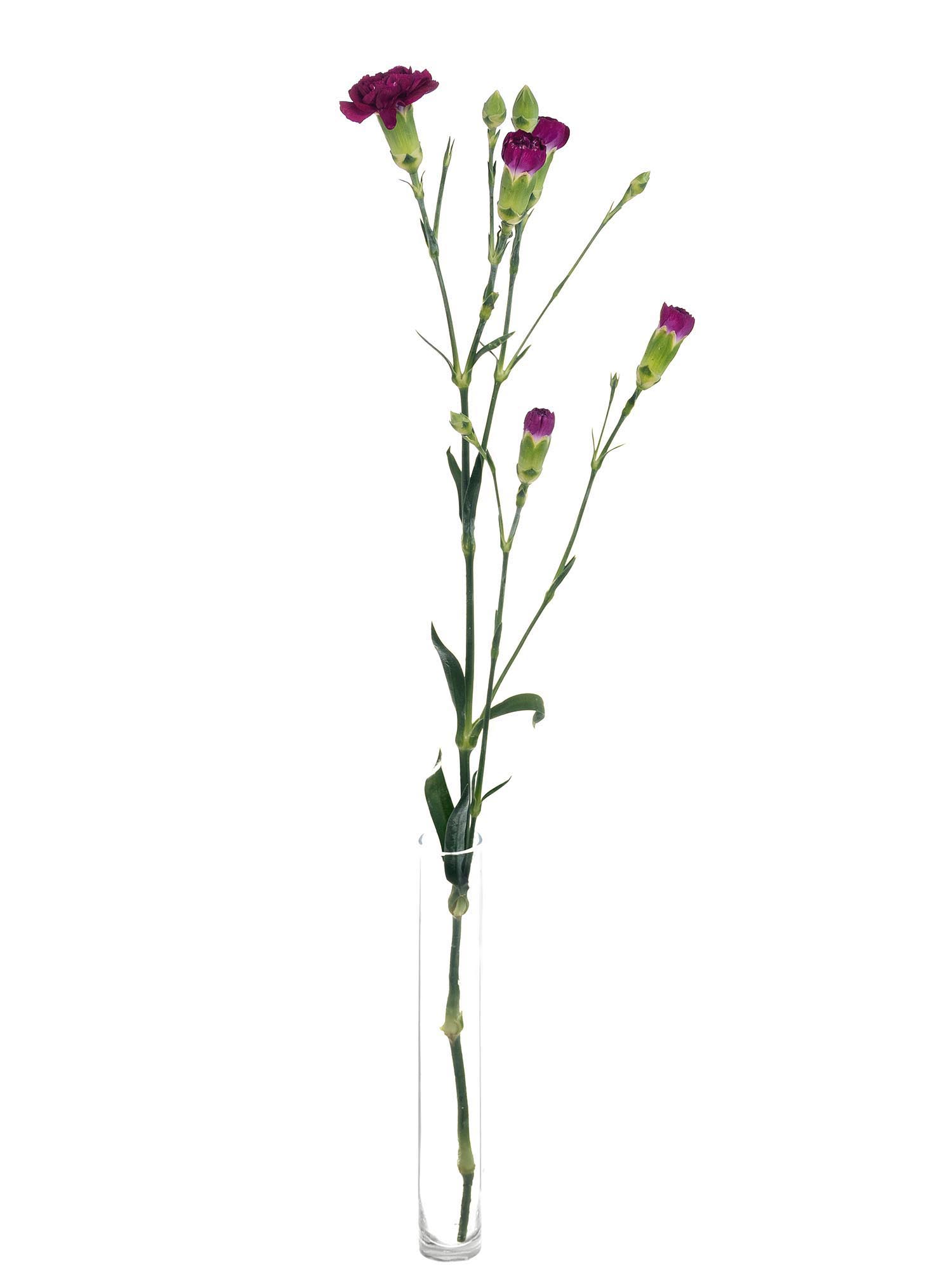 blumigo-nelken-kingfisher-special-schnittblumen-violett-verzweigt image 3