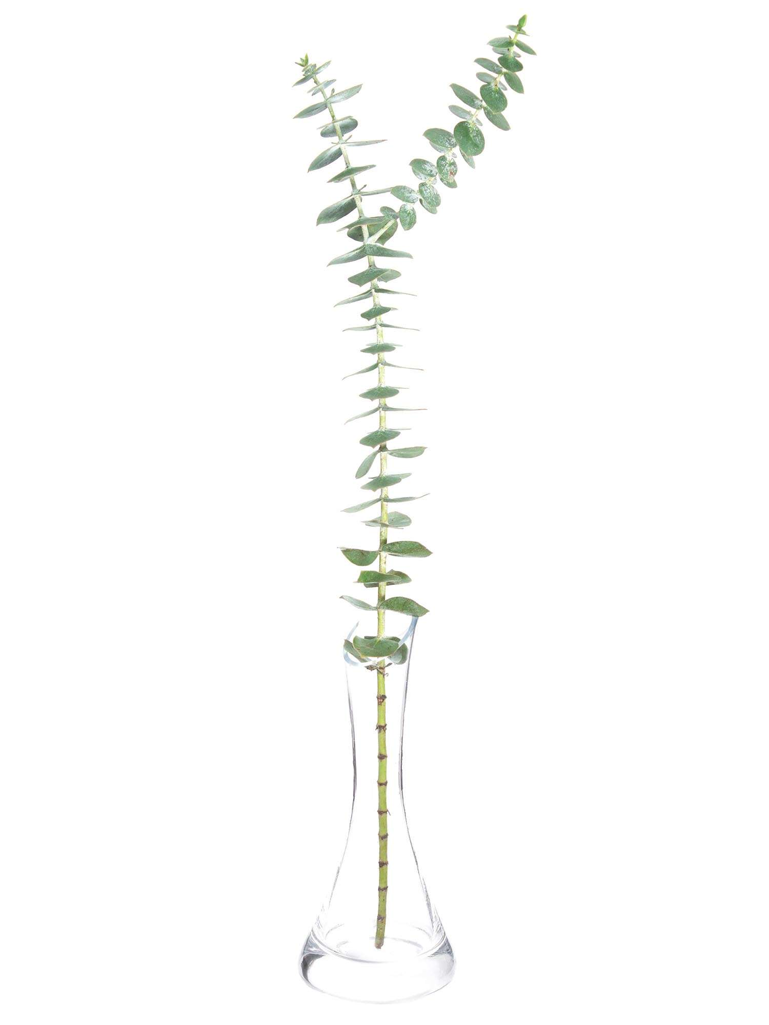 blumigo-eukalyptus-baby-blue-bund-silber-gr-n-duftend image 4