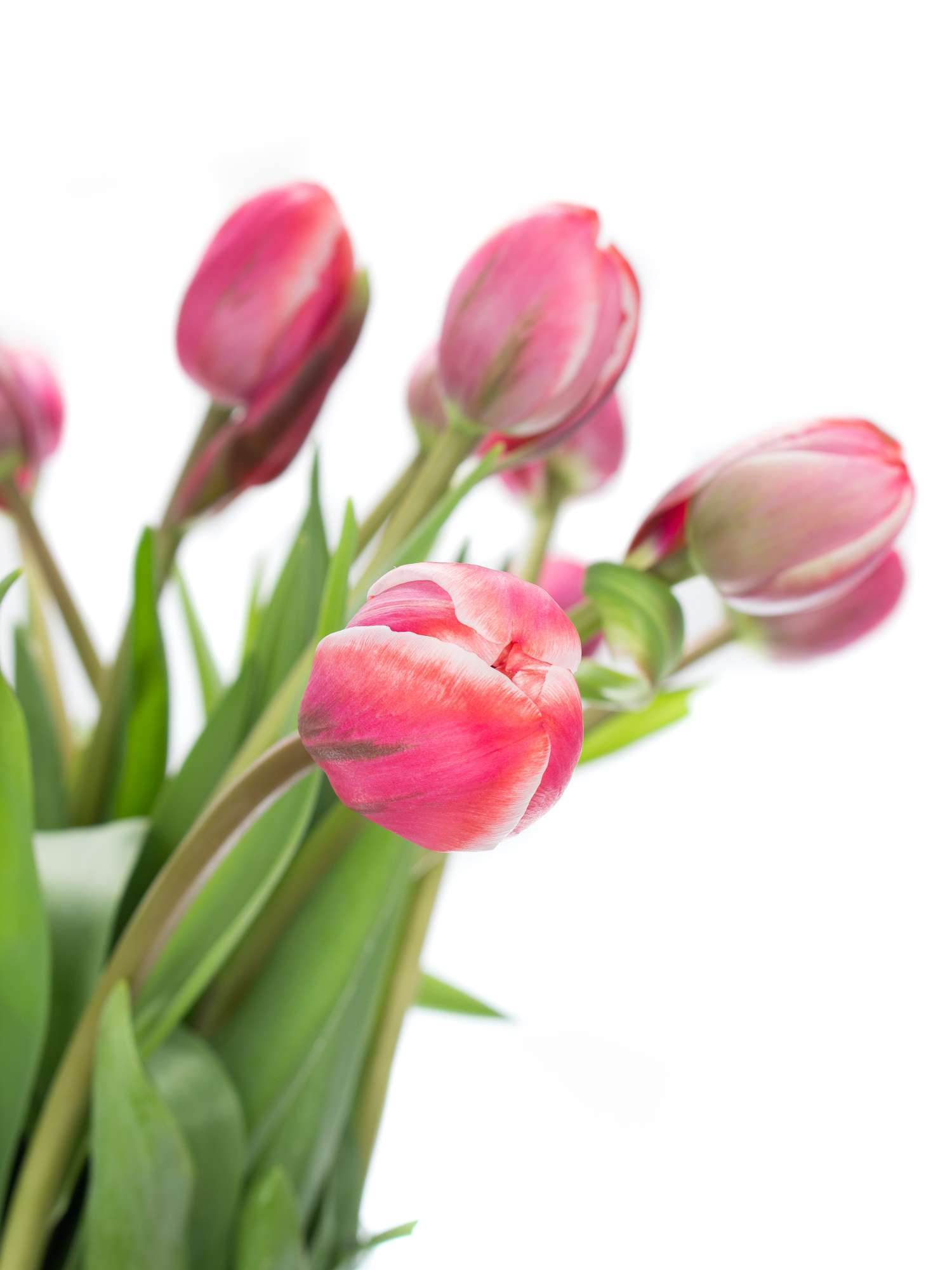 blumigo-tulpen-drumline-gef-llt-schnittblume-pink-creme-1-stiel image 3