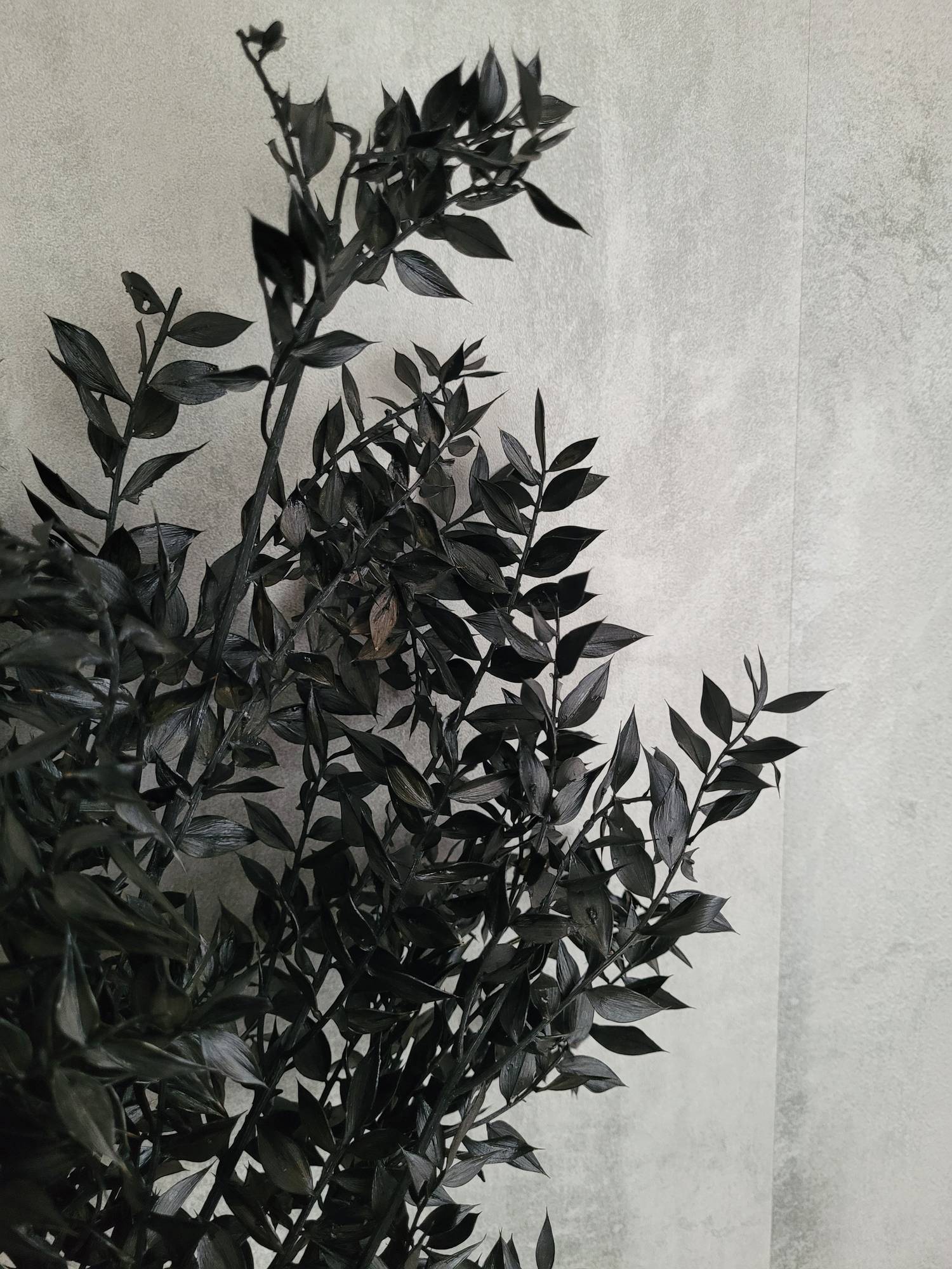 blumigo-ruscus-m-usedorn-schwarz-trockenblume image 3